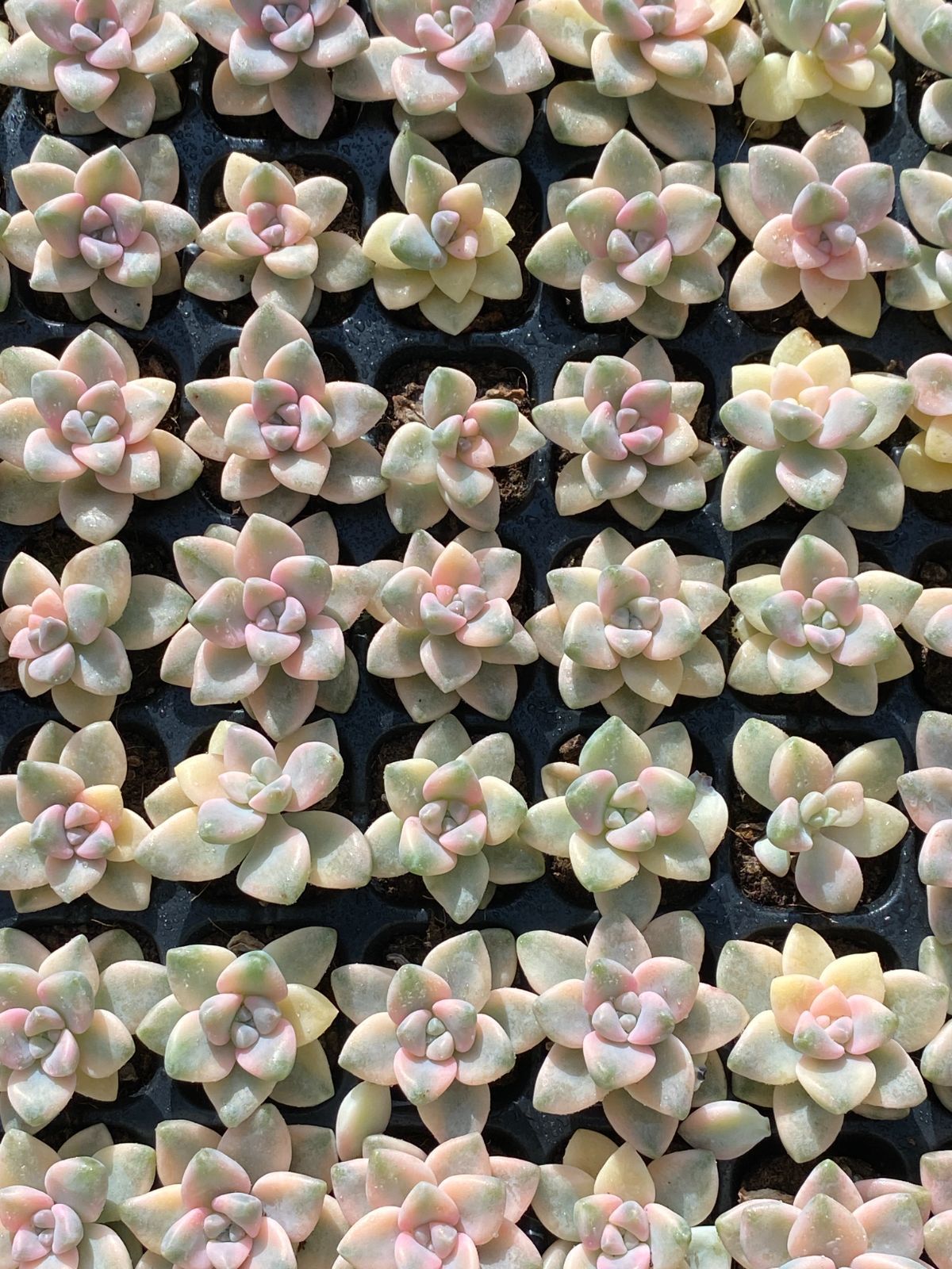 105苗×ビキョウキン 多肉植物 エケベリア セダム アエオニウム
