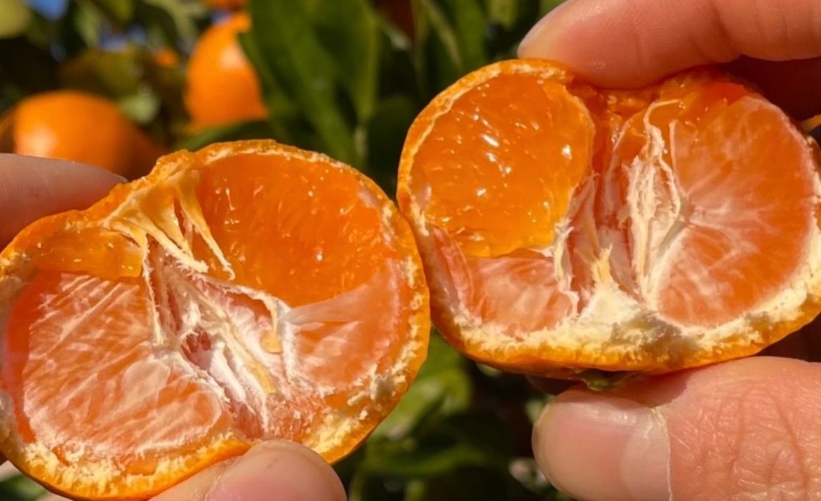 悪魔のみかん　B級　3キロ2箱 悪魔のみかん B級 3キロ