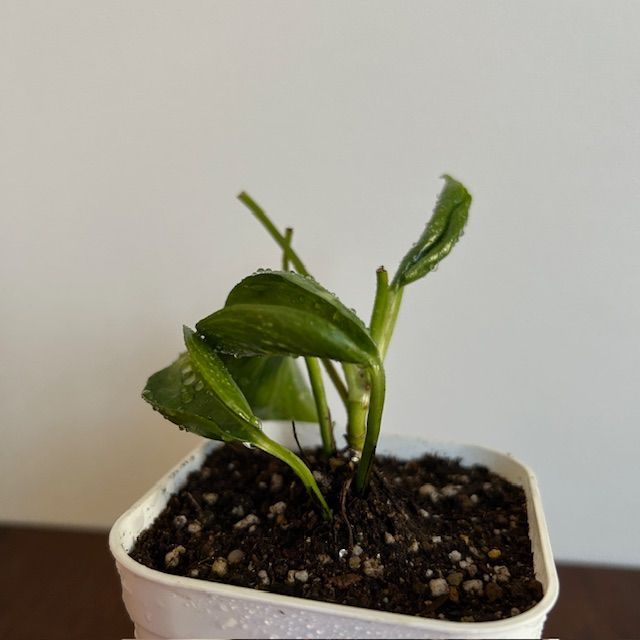 ポトス/テルノ ラブソング】希少 レア ハンギング インテリアプランツ