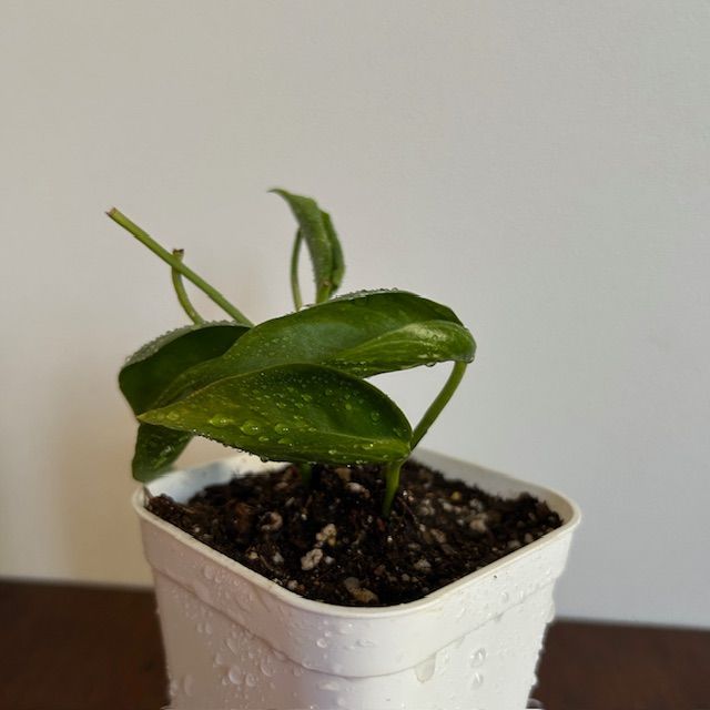 ポトス/テルノ ラブソング】希少 レア ハンギング インテリアプランツ