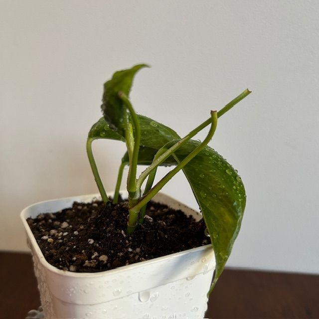 ポトス/テルノ ラブソング】希少 レア ハンギング インテリアプランツ