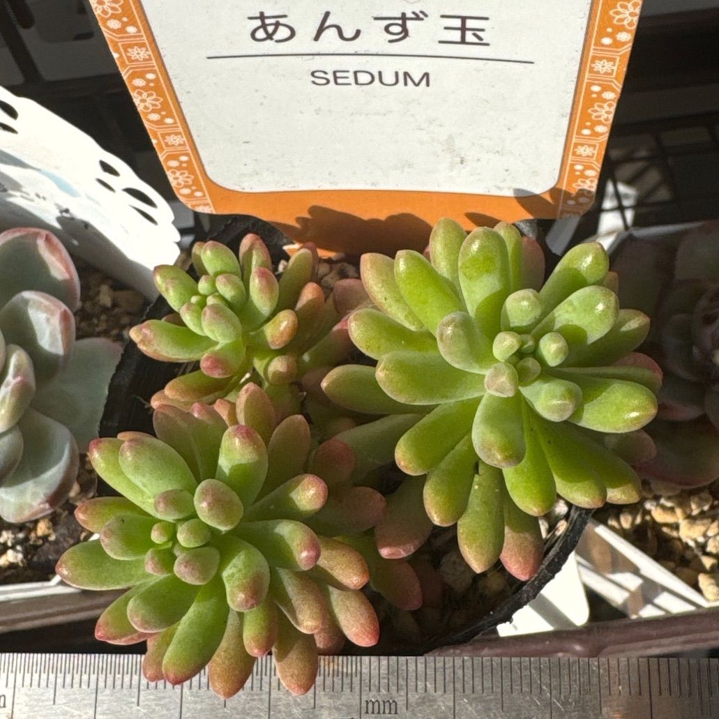 あんず玉❣️札付き❗️多肉植物 抜き苗 - メルカリ