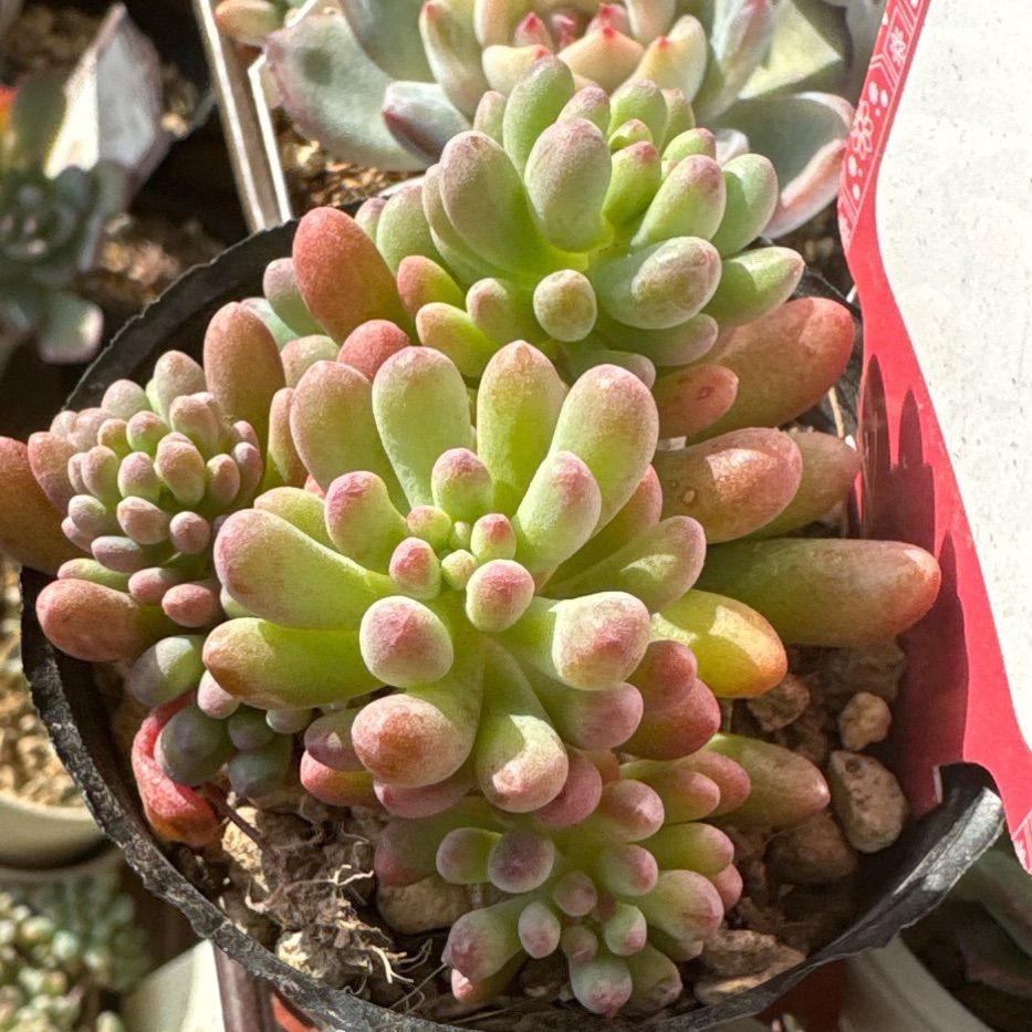 junkojam様専用❣️雛べりー❣️萌乙女❣️札付き❗️多肉植物 抜き苗