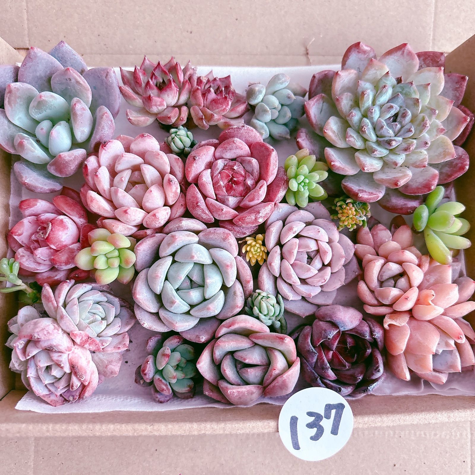 多肉寄せ植え2点セット 葛西市場よりお届け『多肉植物の寄せ植えキット』(大小2つの制作鉢付き