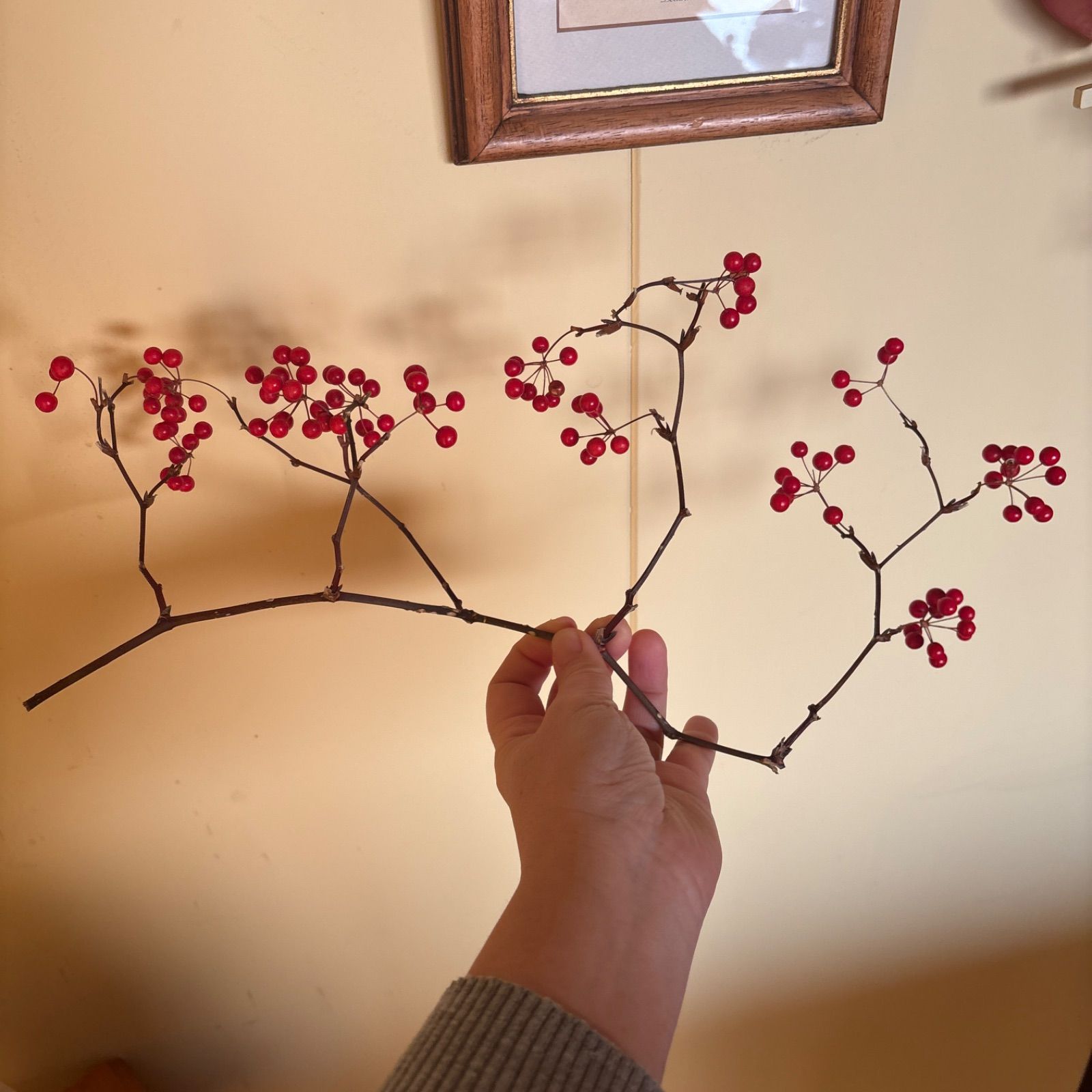 サンキライ(サルトリイバラ) 実付きが可愛い枝 約30cm ボタニカル