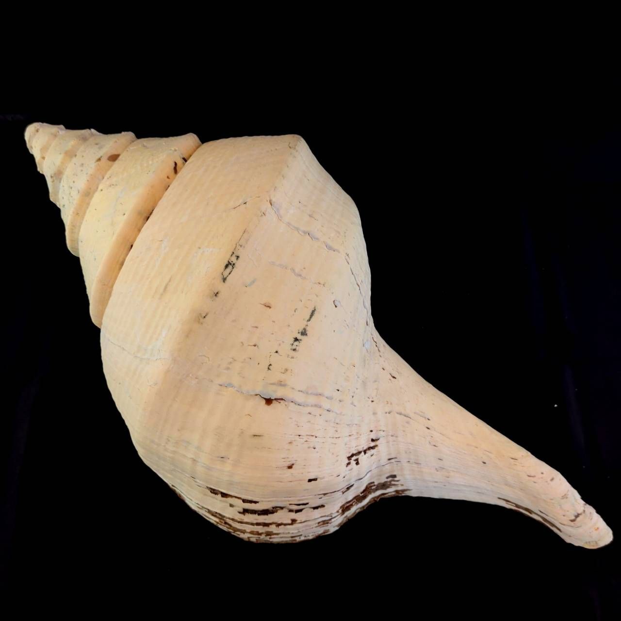 2026年最新アラフラオオニシの人気アイテム - メルカリ アラフラ