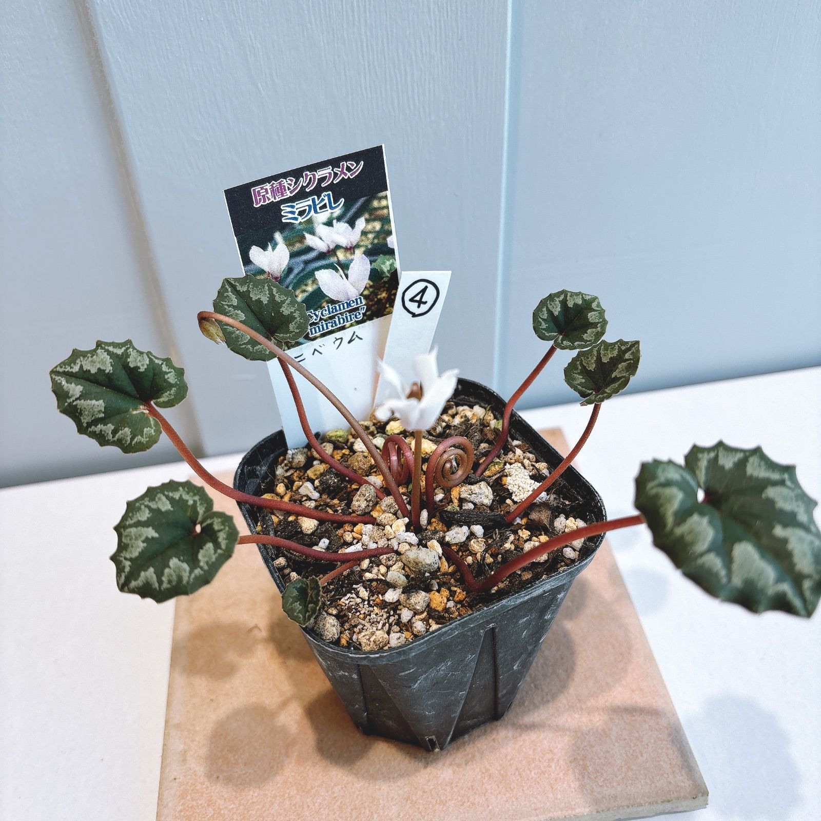 ナチュラル天然素材◾️カサブランカ 籐ラタン製 花台 プランター