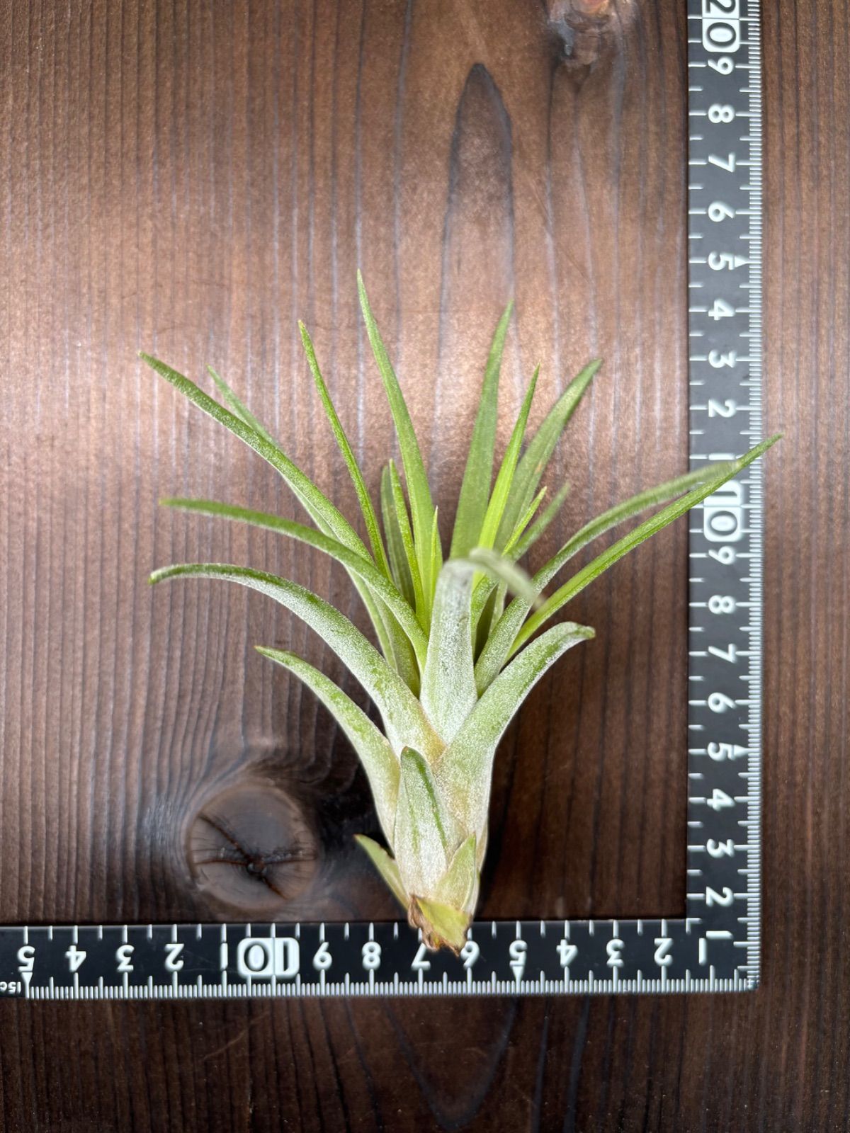 Tillandsia novakii x ionantha Green