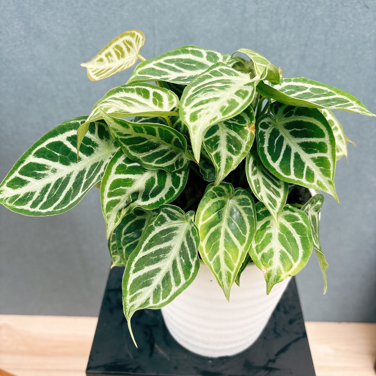 ◇【昭和レコード】プレイ・ガール桑原幸子とあなた ステレオ 工場