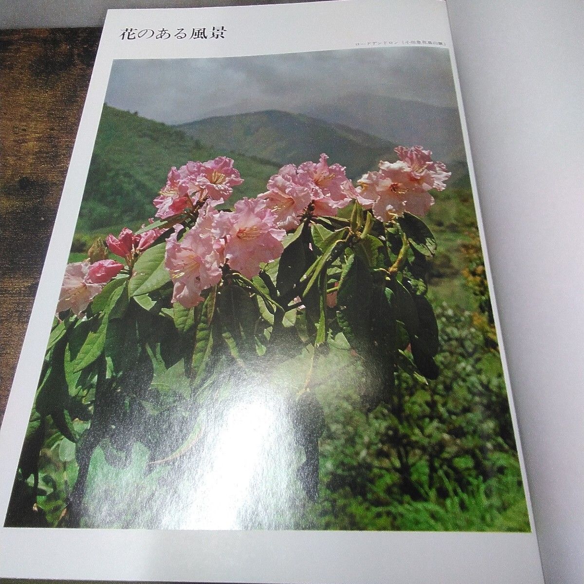 昭和レトロ 主婦の友社 いけばな本 「花材別 現代いけばな芸術全集2 洋