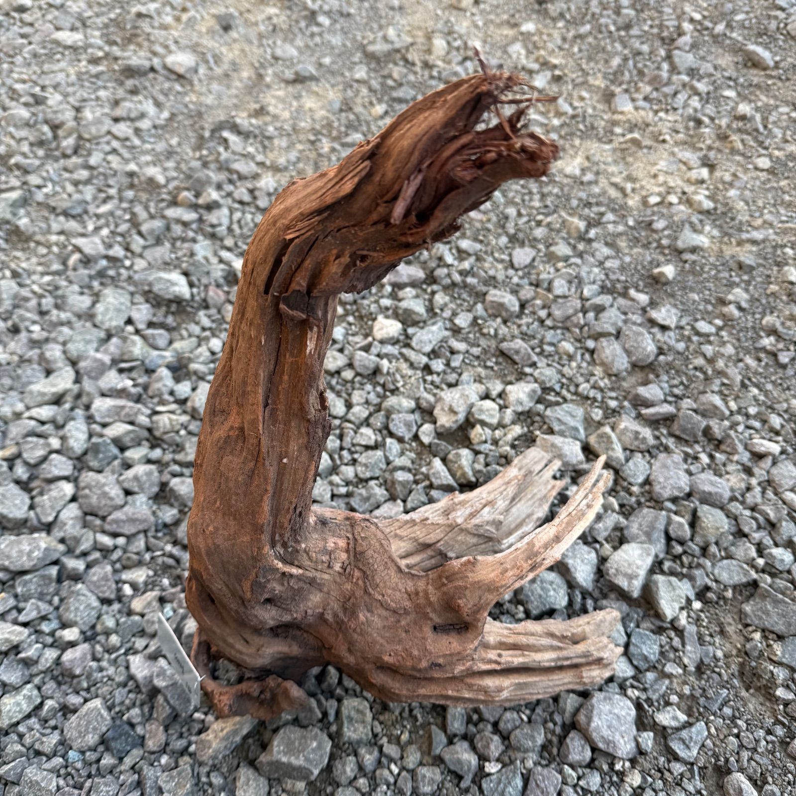 セレクト流木 現物発送 121102