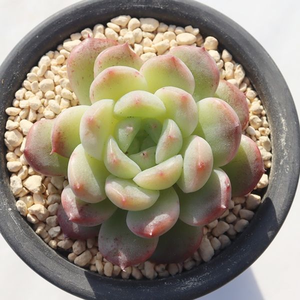 木苺大福 永遠ラベル付き TK12-8 エケベリア 写真の子をお届け 多肉