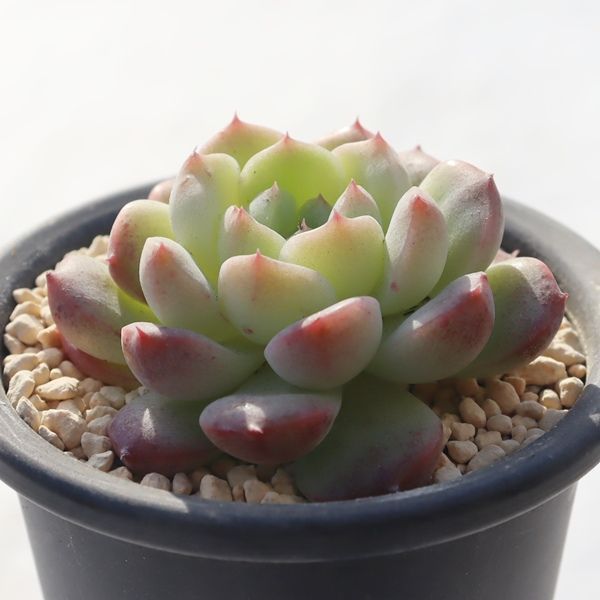 木苺大福 永遠ラベル付き TK12-8 エケベリア 写真の子をお届け 多肉