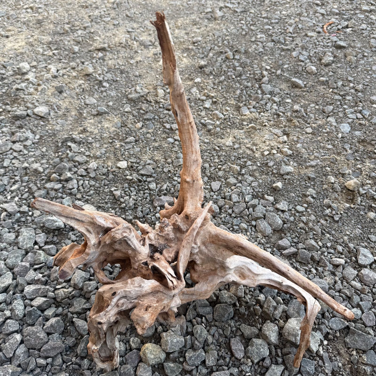 セレクト流木 現物発送 121103