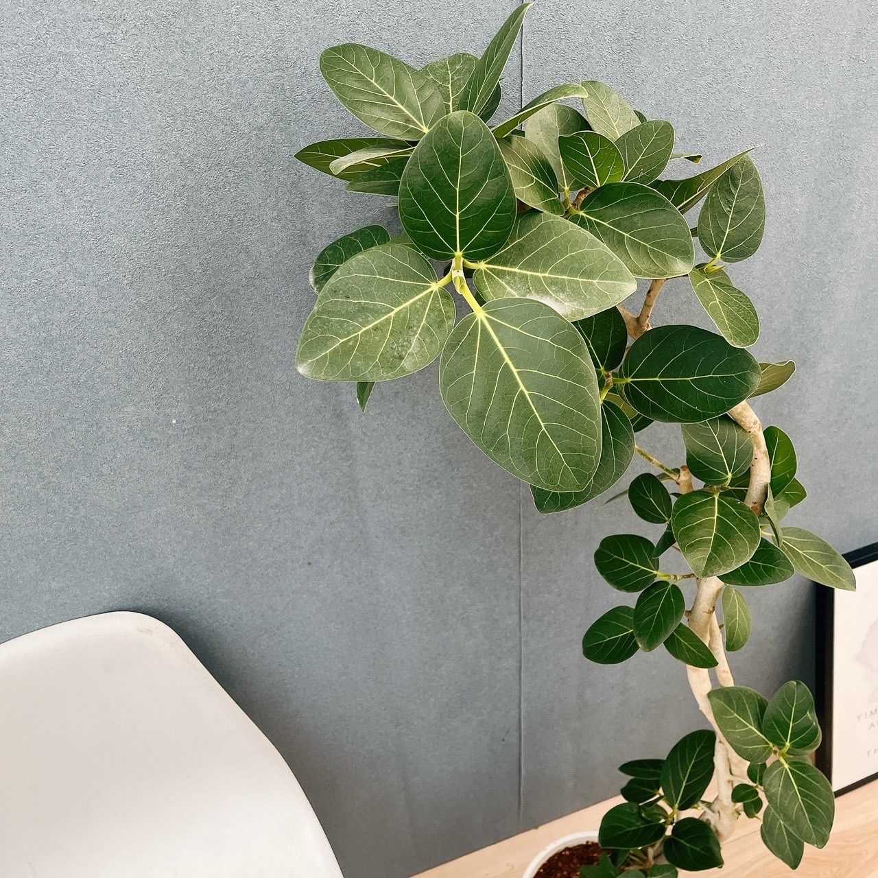 現品］H フィカス ベンガレンシス 曲がり 8号 観葉植物 室内 大型 ゴム