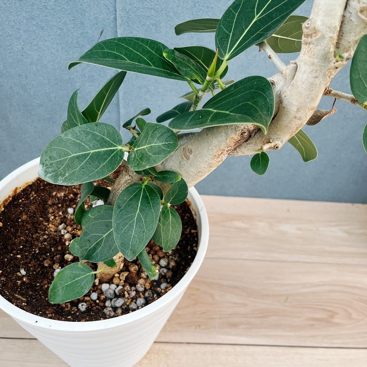 現品］H フィカス ベンガレンシス 曲がり 8号 観葉植物 室内 大型 ゴム