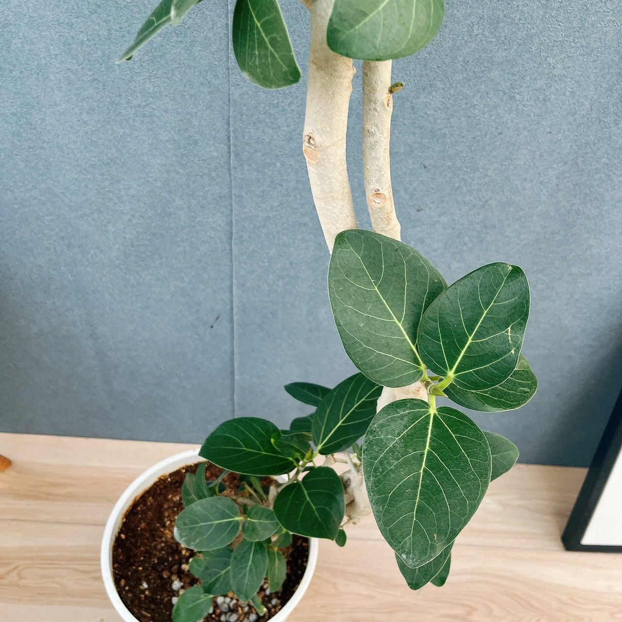 現品］H フィカス ベンガレンシス 曲がり 8号 観葉植物 室内 大型 ゴム