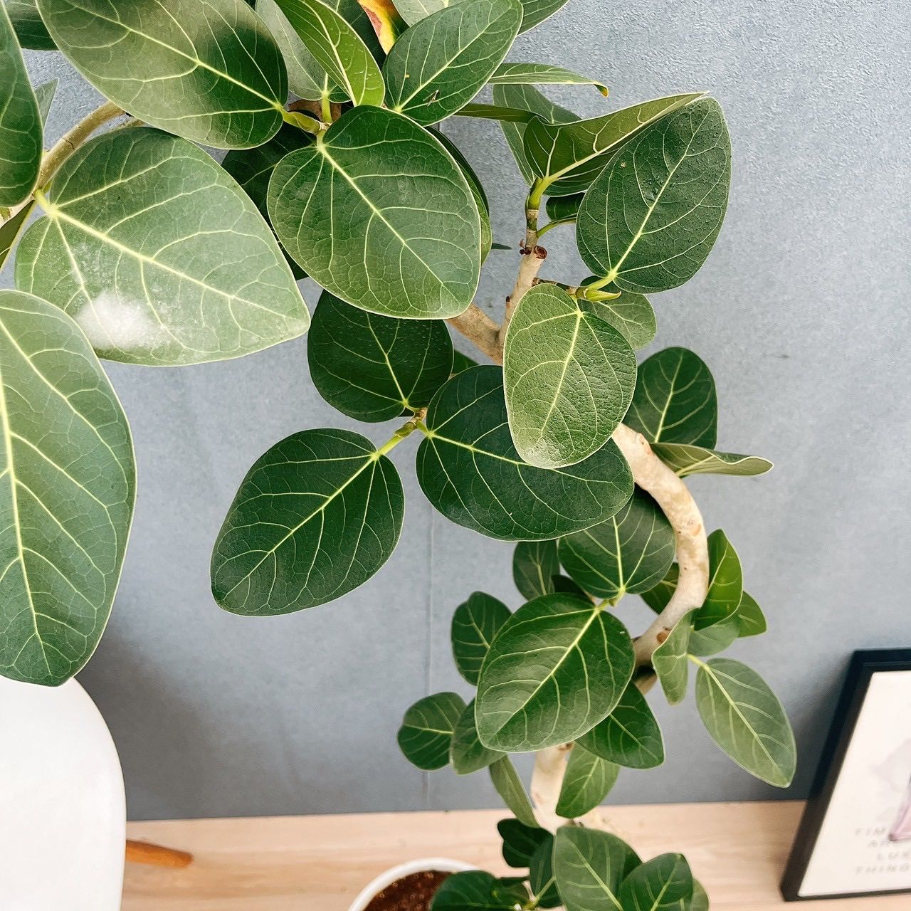 現品］H フィカス ベンガレンシス 曲がり 8号 観葉植物 室内 大型 ゴム