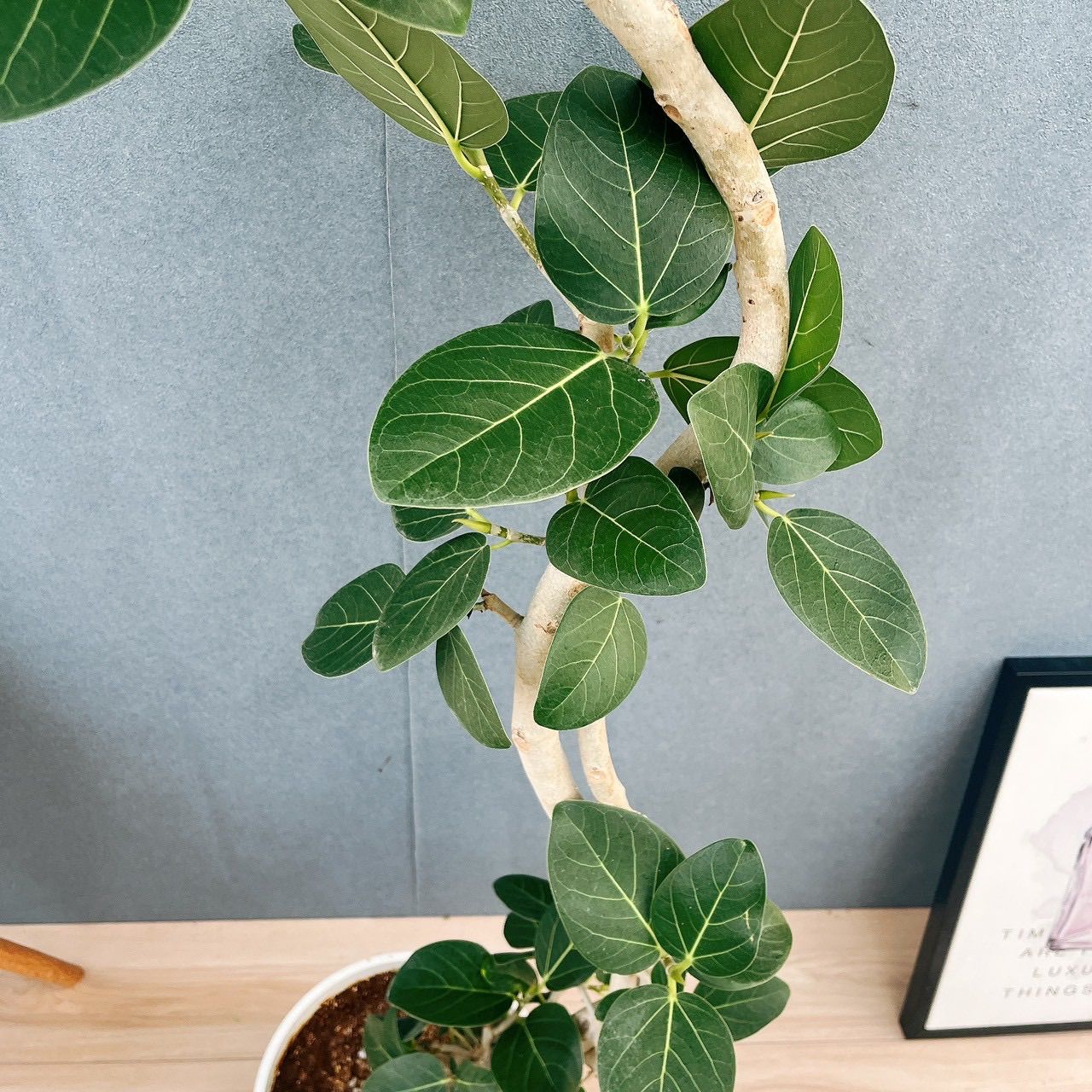 現品］H フィカス ベンガレンシス 曲がり 8号 観葉植物 室内 大型 ゴム