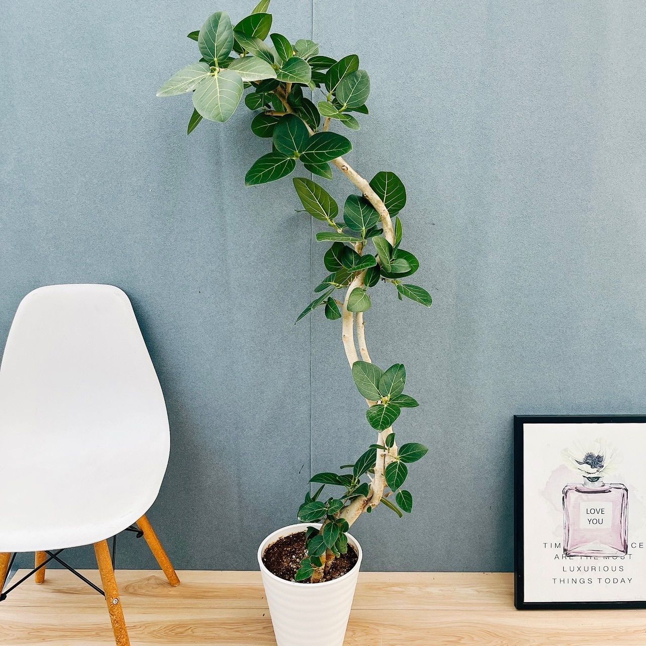 現品］H フィカス ベンガレンシス 曲がり 8号 観葉植物 室内 大型 ゴム