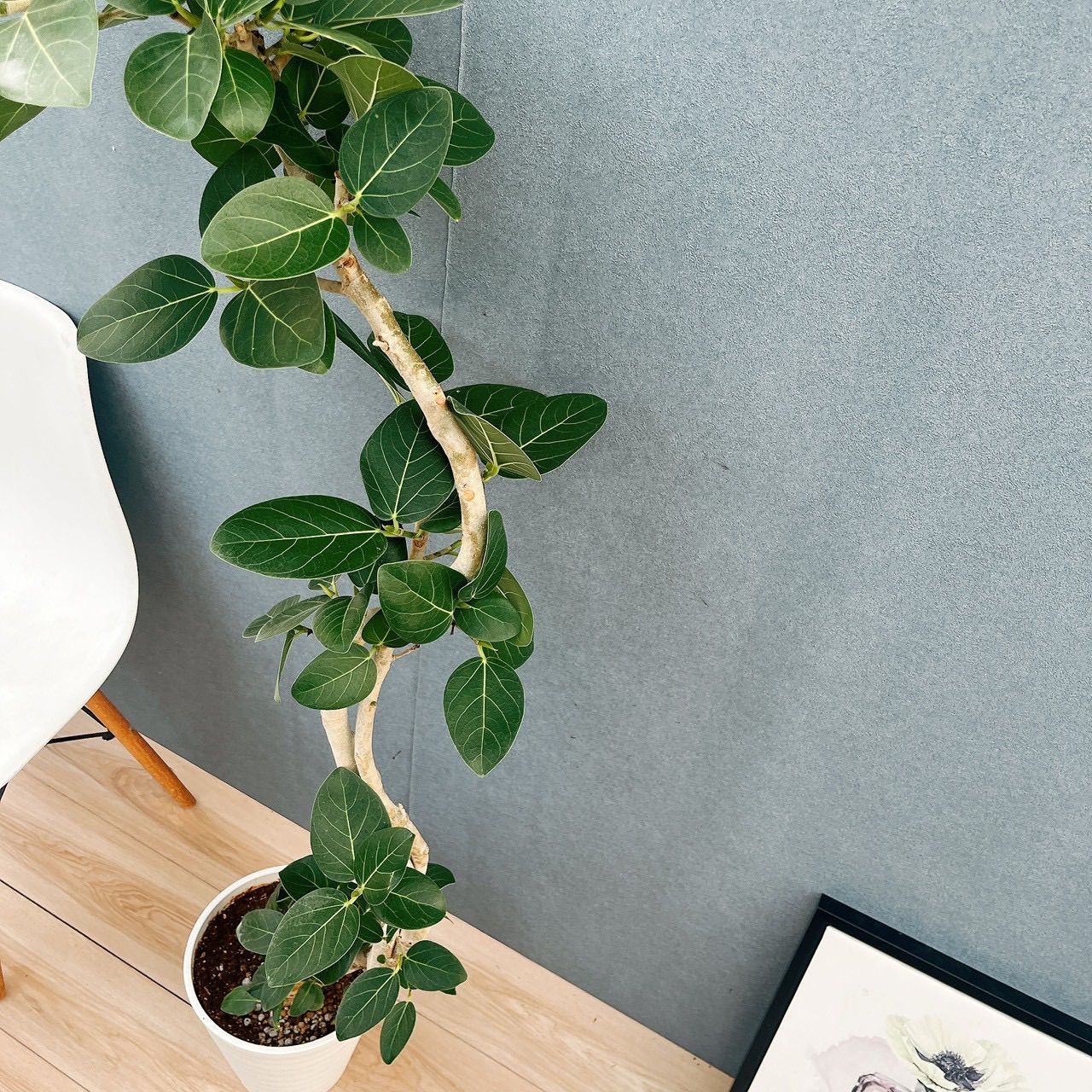 現品］H フィカス ベンガレンシス 曲がり 8号 観葉植物 室内 大型 ゴム