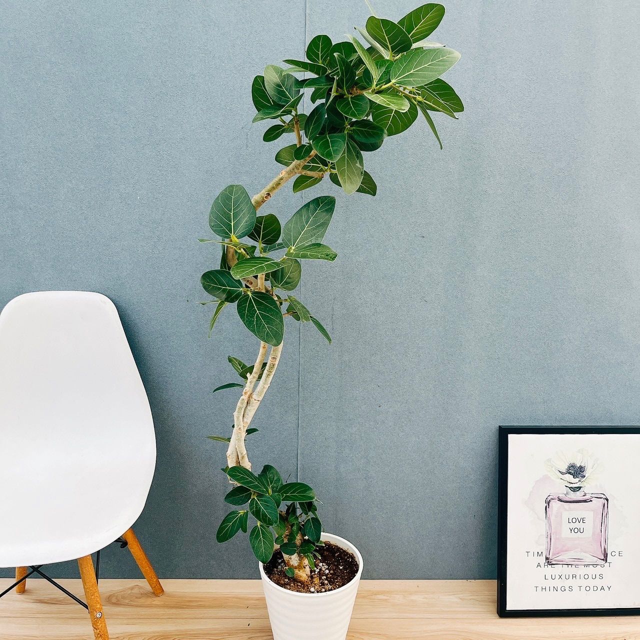 ［現品］5 フィカスベンガレンシス　曲がり　8号　観葉植物　室内　大型　ゴムの木 現品］H フィカス ベンガレンシス 曲がり 8号 観葉植物 室内 大型 ゴム