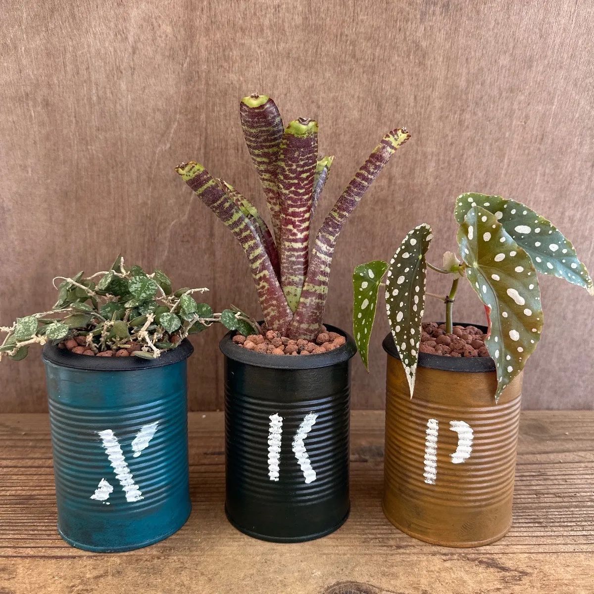 リメイク缶 3種セット 現品 ホヤ カーティシー・ネオレゲリア