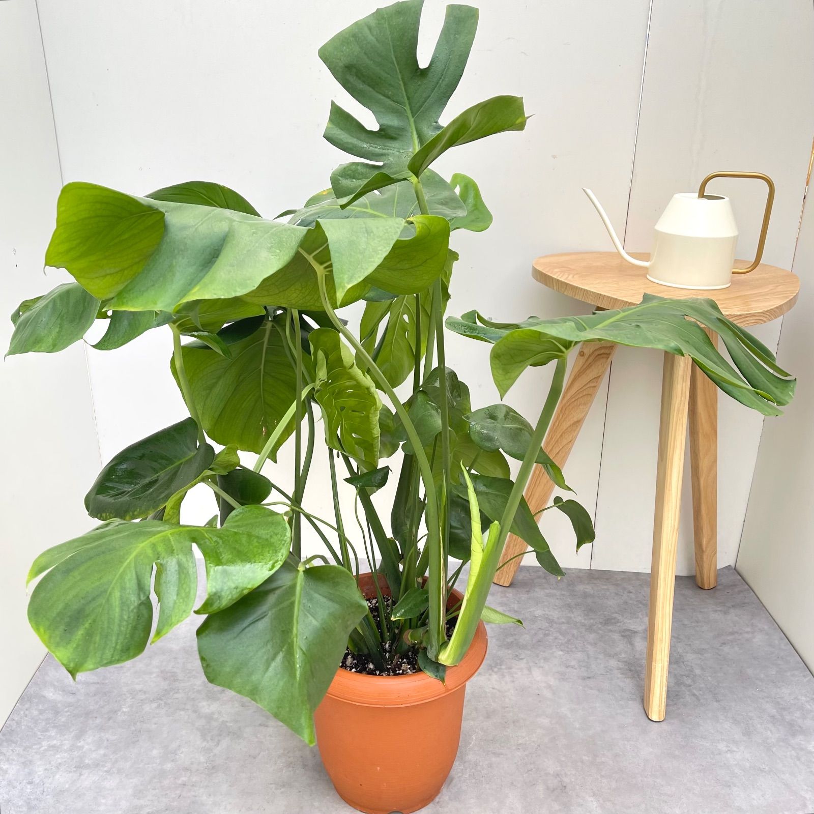 変葉　モンステラ　デリシオーサ　セット売り6株 モンステラ デリシオサ 14【現品】観葉植物 室内 大型 - メルカリ