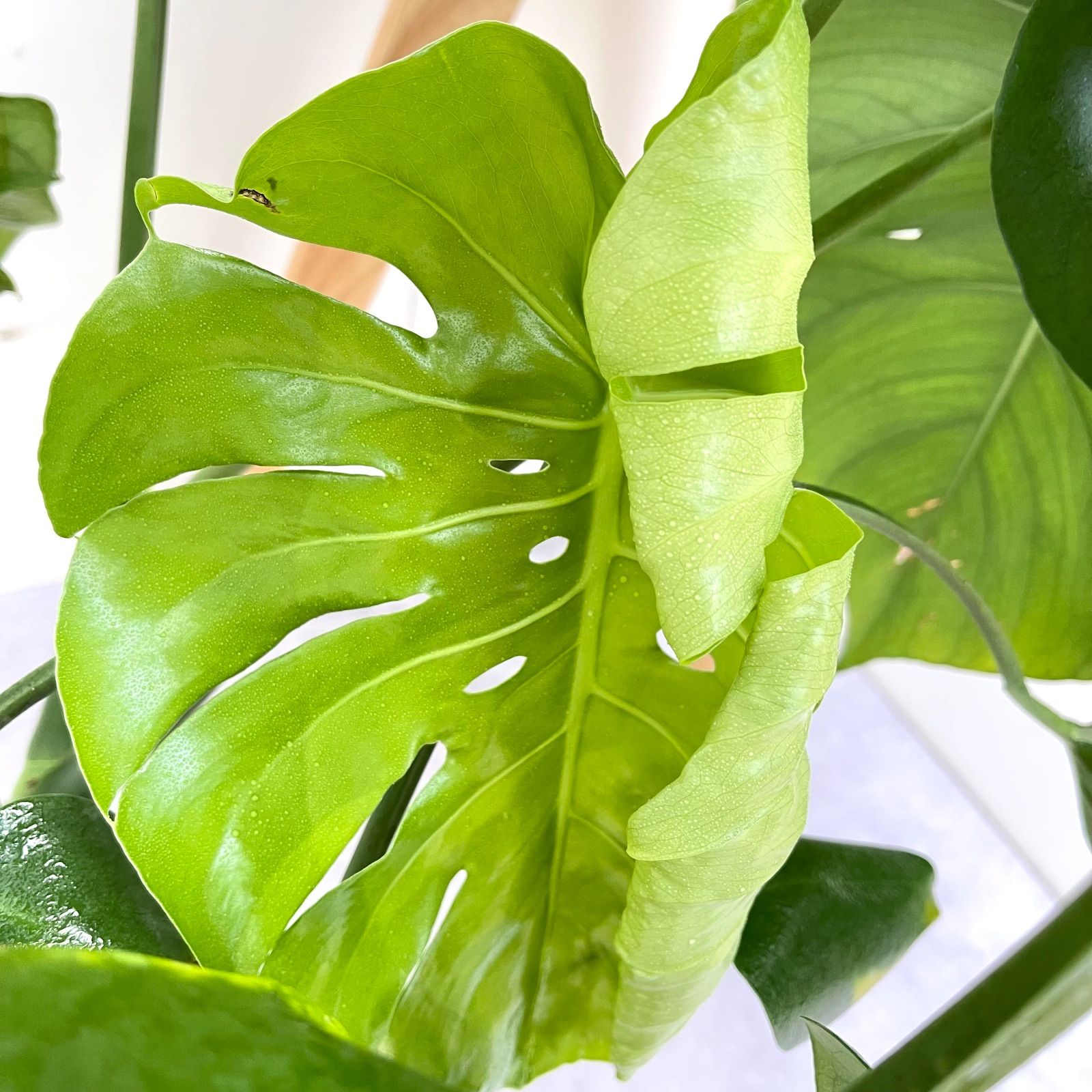 モンステラ デリシオサ 14【現品】観葉植物 室内 大型 - メルカリ