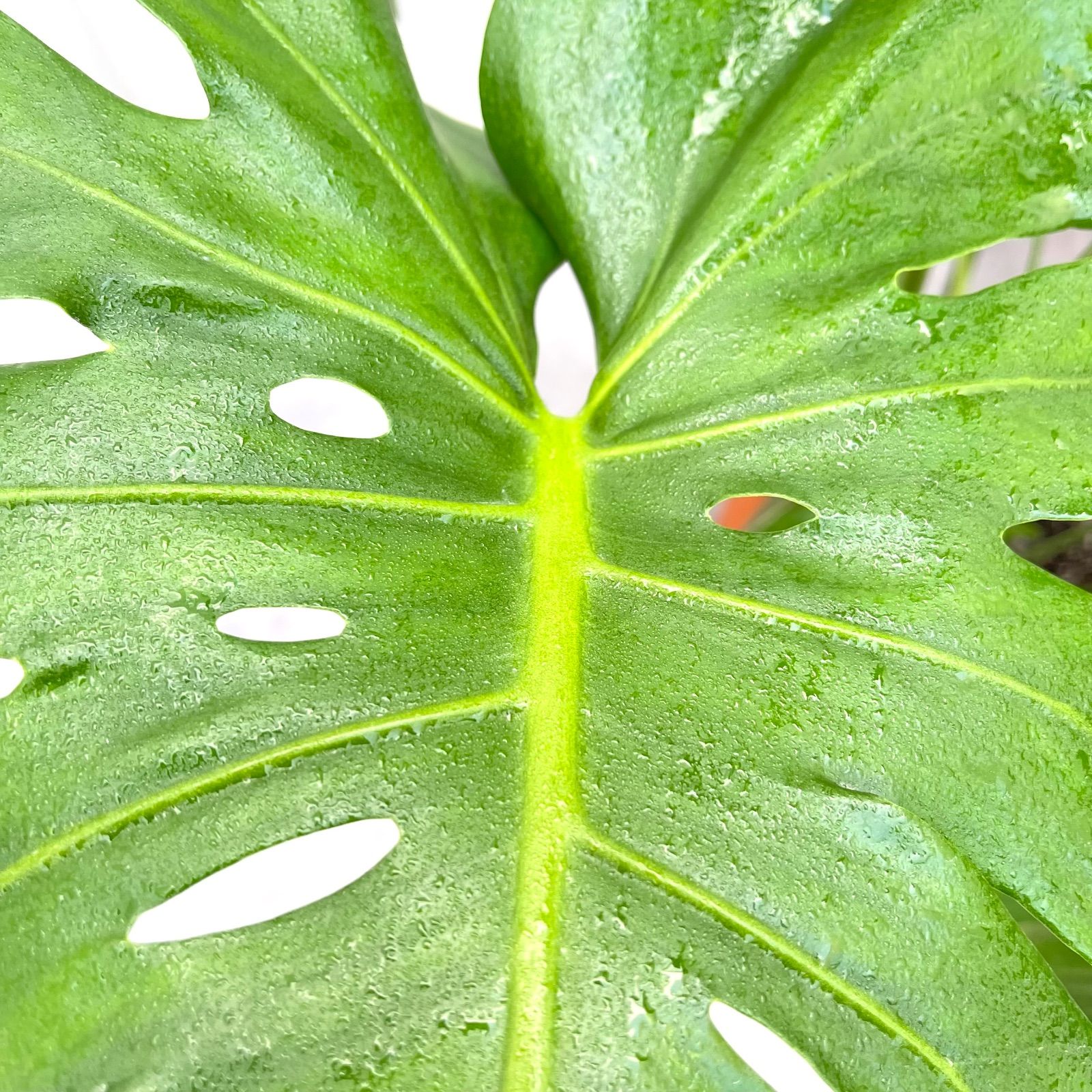 モンステラ デリシオサ 14【現品】観葉植物 室内 大型 - メルカリ