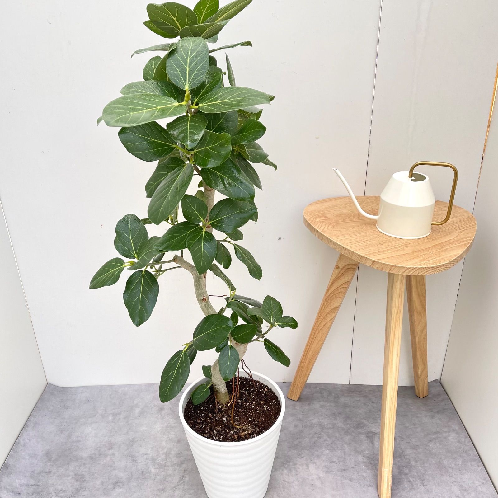 フィカス ベンガレンシス 曲がり 15【現品】観葉植物 大型 室内 - メルカリ