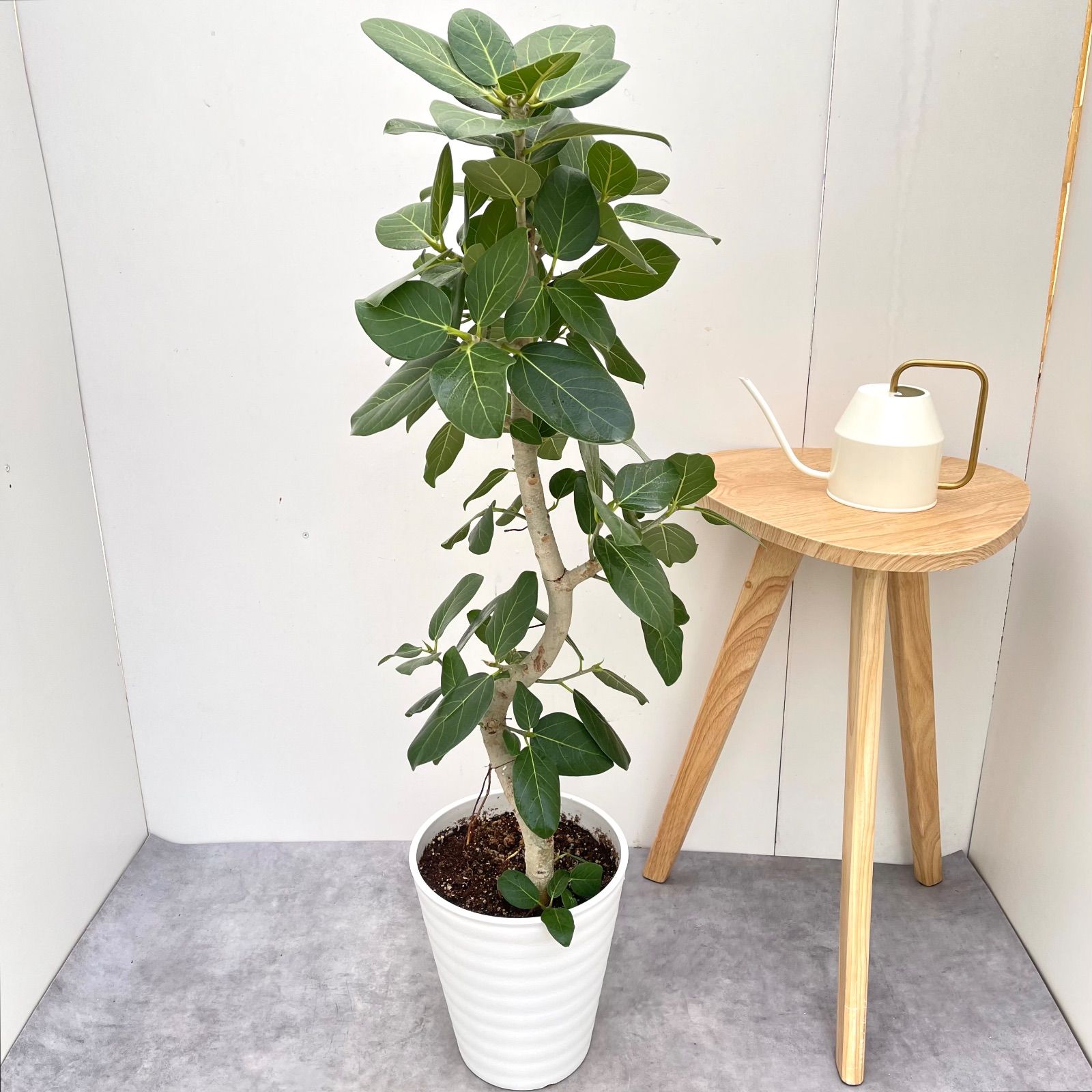 フィカス ベンガレンシス 曲がり 15【現品】観葉植物 大型 室内