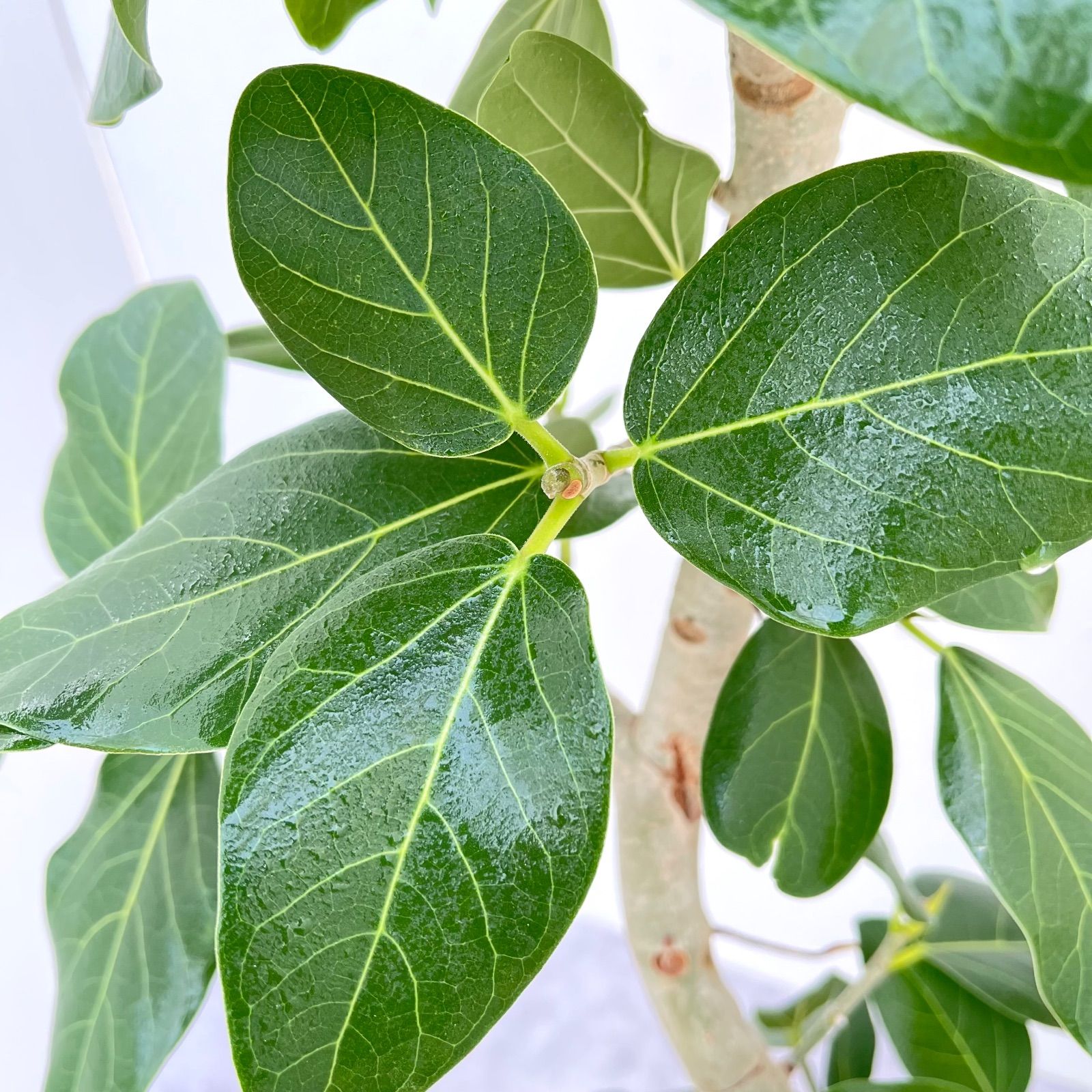 フィカス ベンガレンシス 曲がり 15【現品】観葉植物 大型 室内