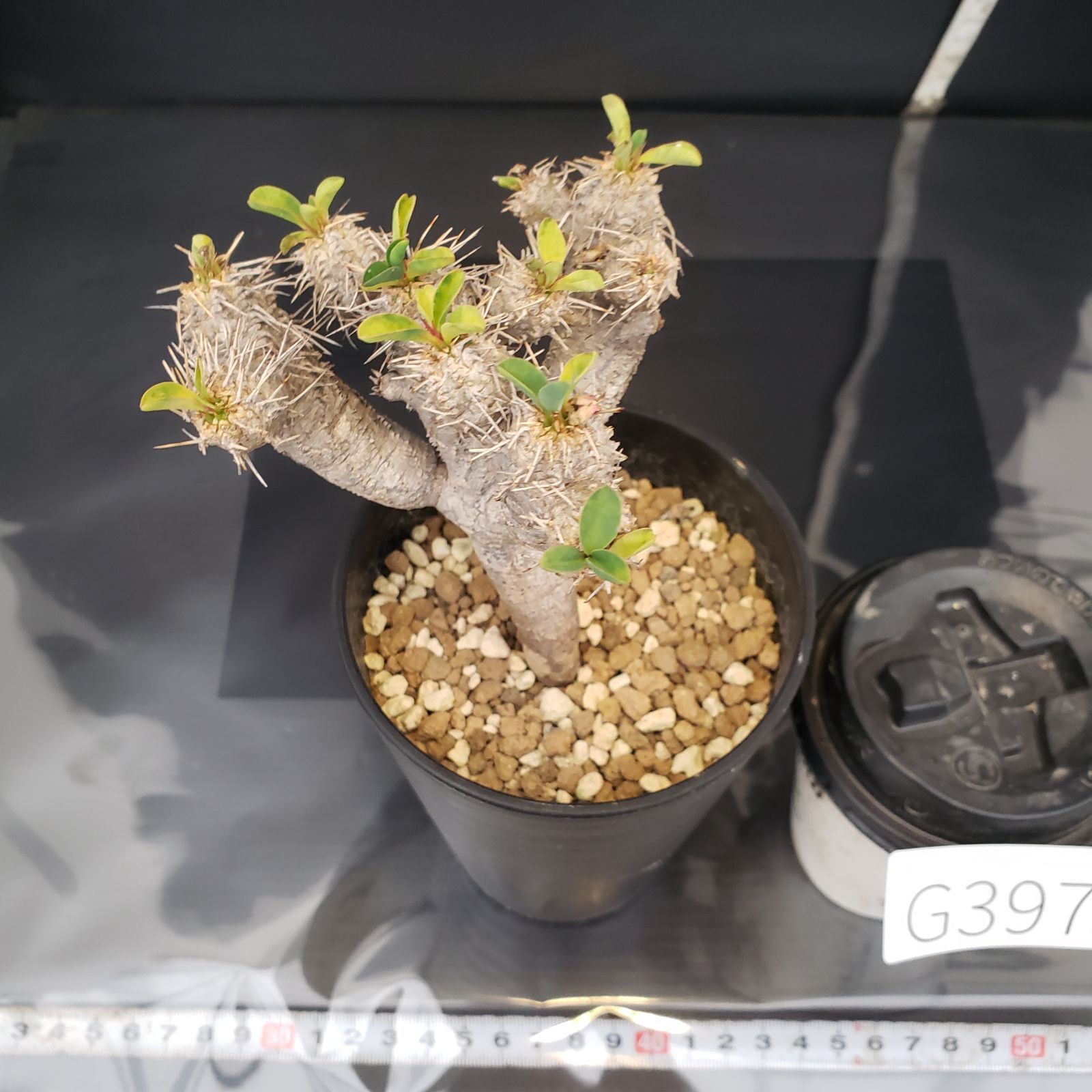 G397【自社養生株】ユーフォルビア ギラウミニアナ（現地球・発根株