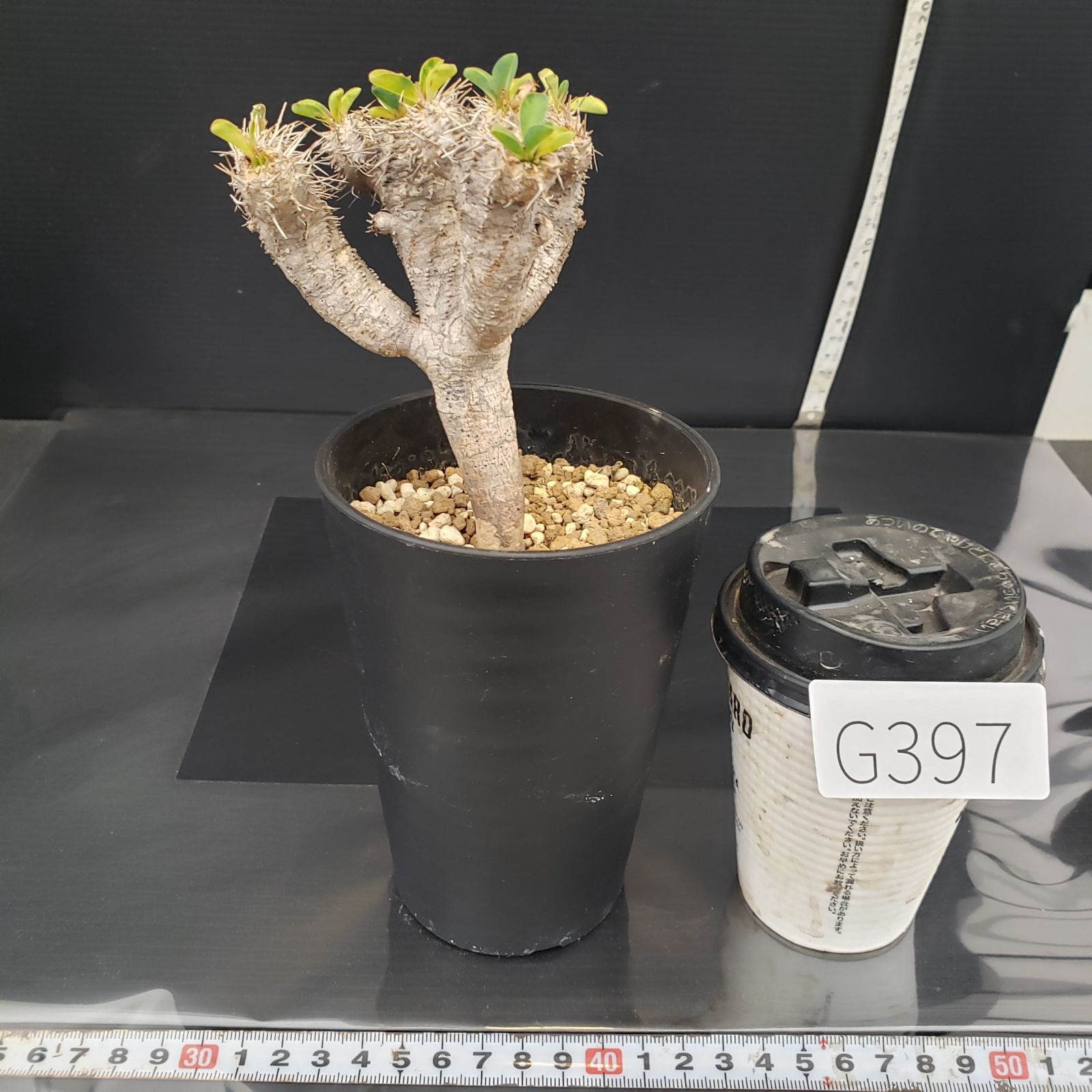 G397【自社養生株】ユーフォルビア ギラウミニアナ（現地球・発根株