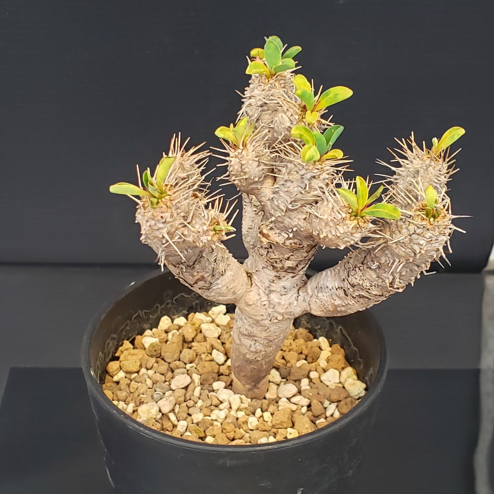 G397【自社養生株】ユーフォルビア ギラウミニアナ（現地球・発根株