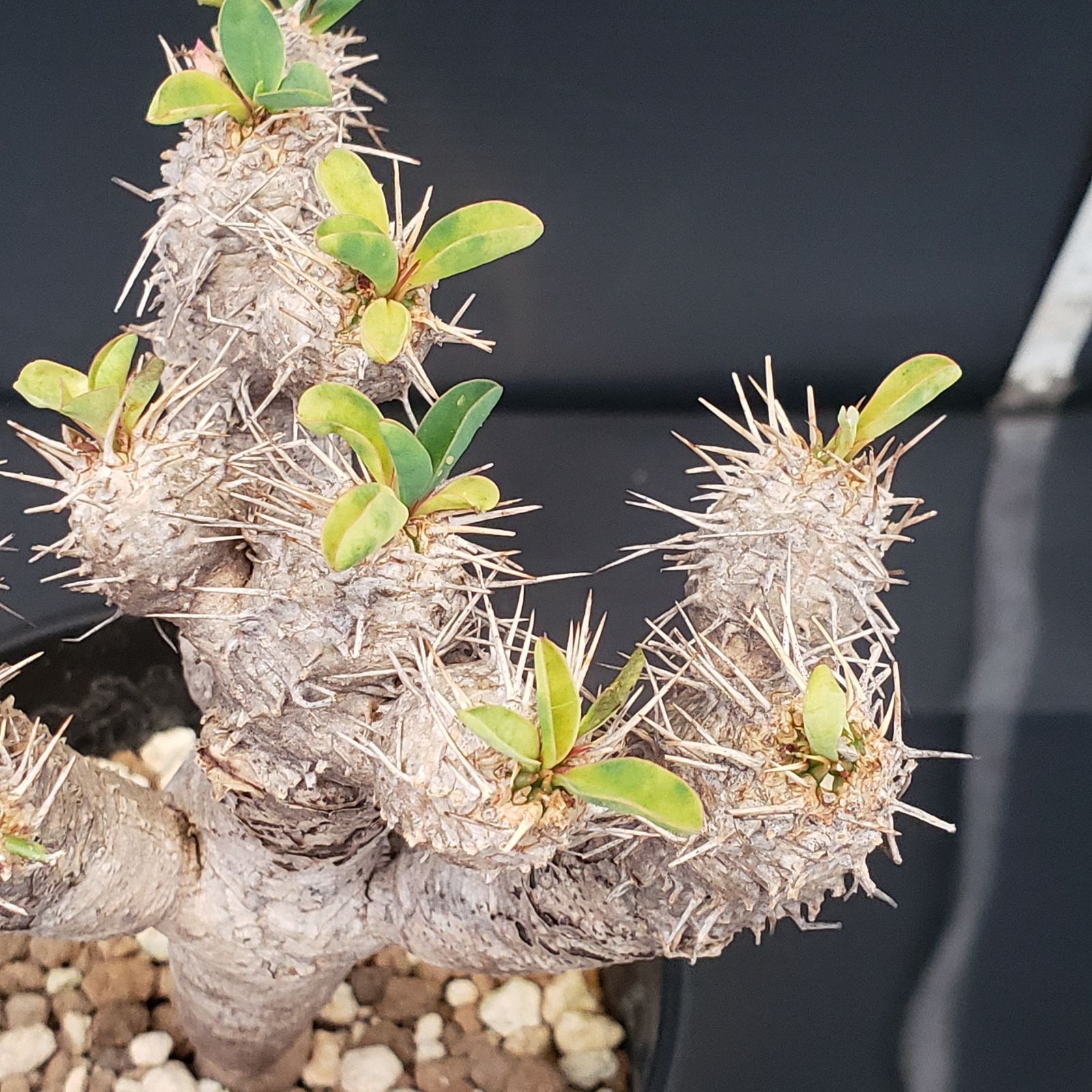 G397【自社養生株】ユーフォルビア ギラウミニアナ（現地球・発根株