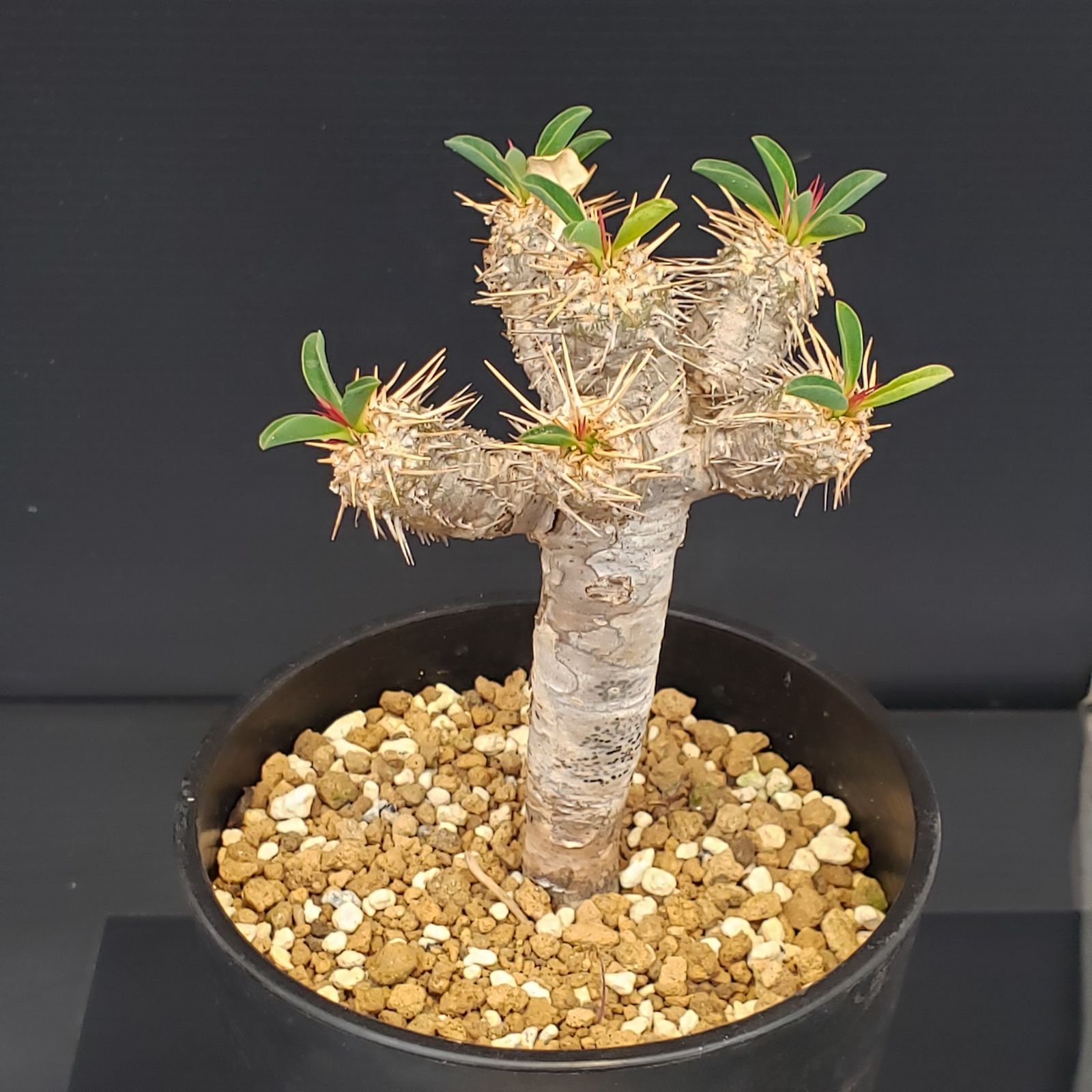 G398【自社養生株】ユーフォルビア ギラウミニアナ（現地球・発根株