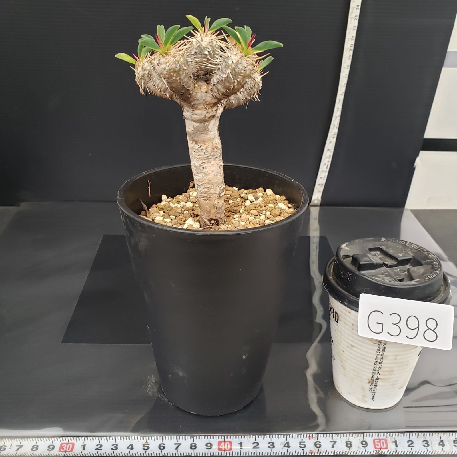 G398【自社養生株】ユーフォルビア ギラウミニアナ（現地球・発根株