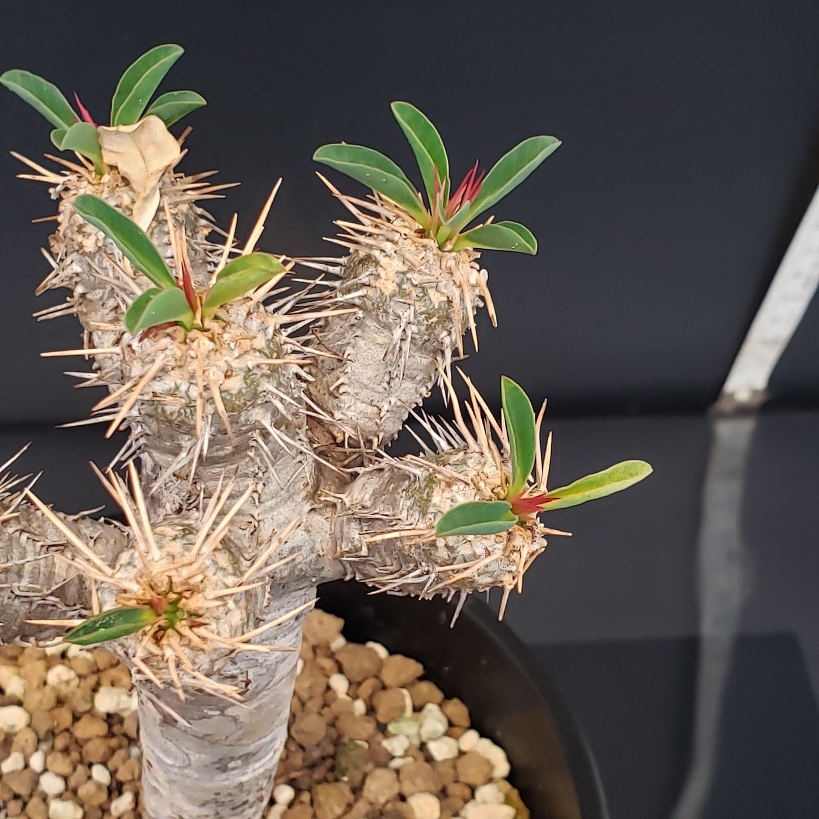 G398【自社養生株】ユーフォルビア ギラウミニアナ（現地球・発根株