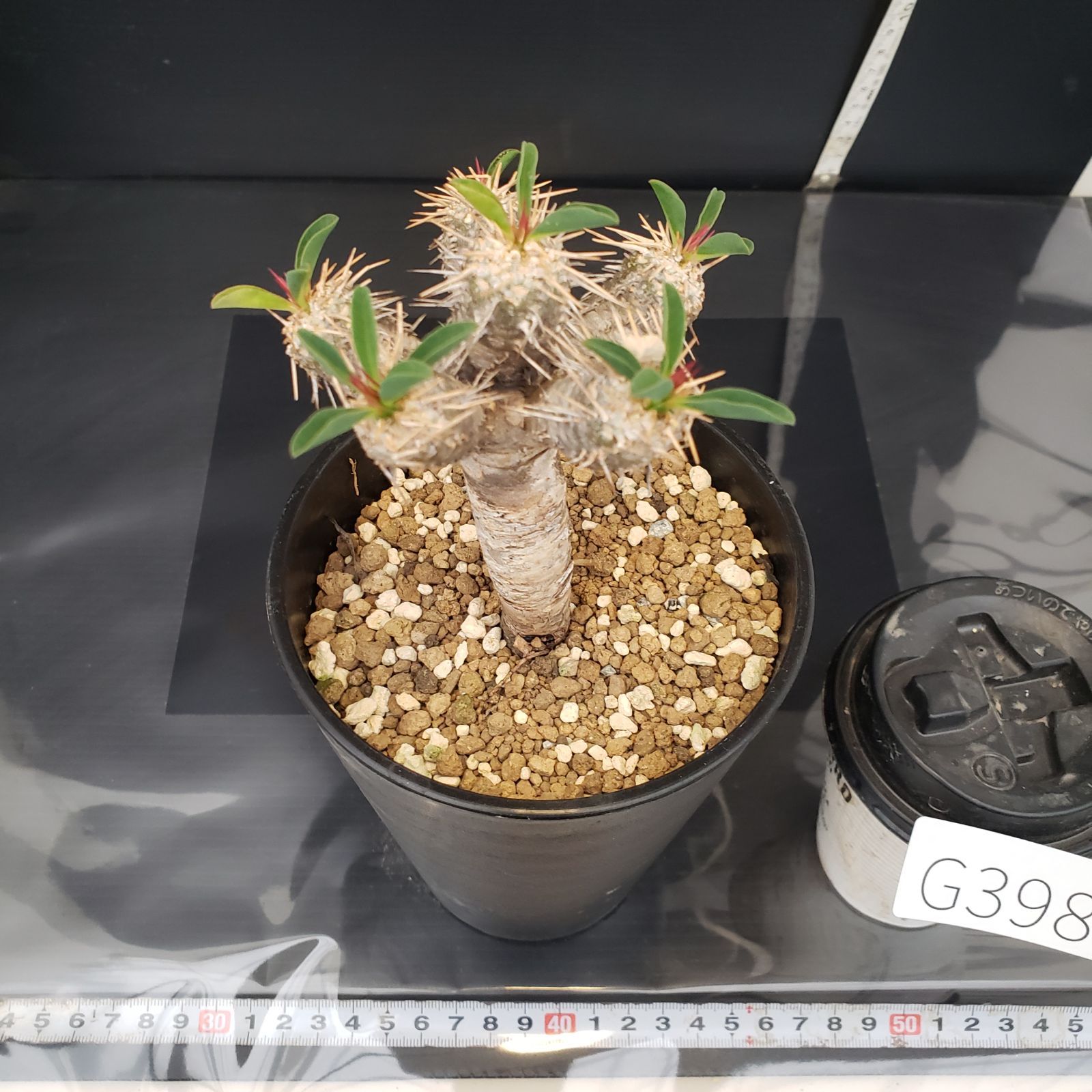 G398【自社養生株】ユーフォルビア ギラウミニアナ（現地球・発根株