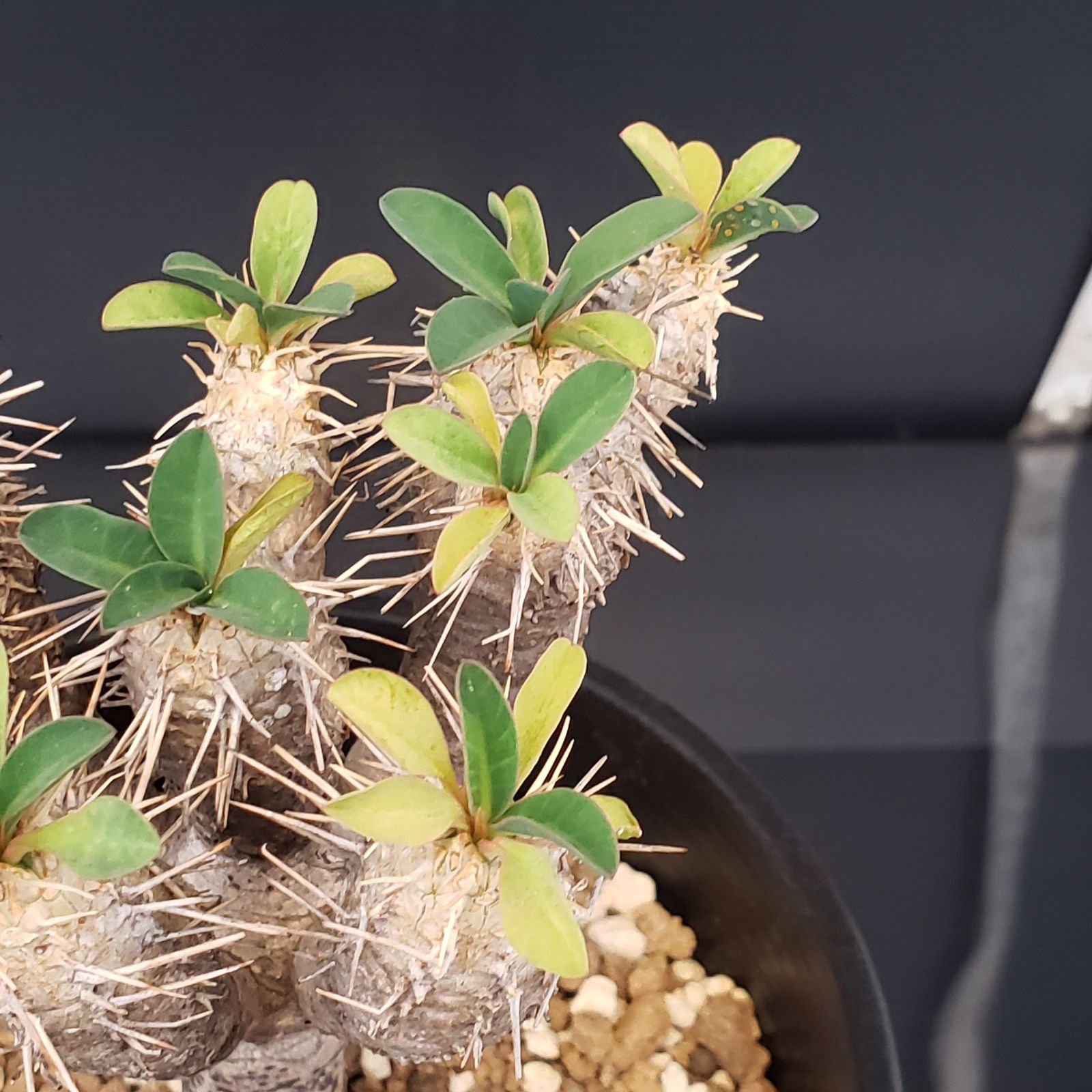 G399【自社養生株】ユーフォルビア ギラウミニアナ（現地球・発根株