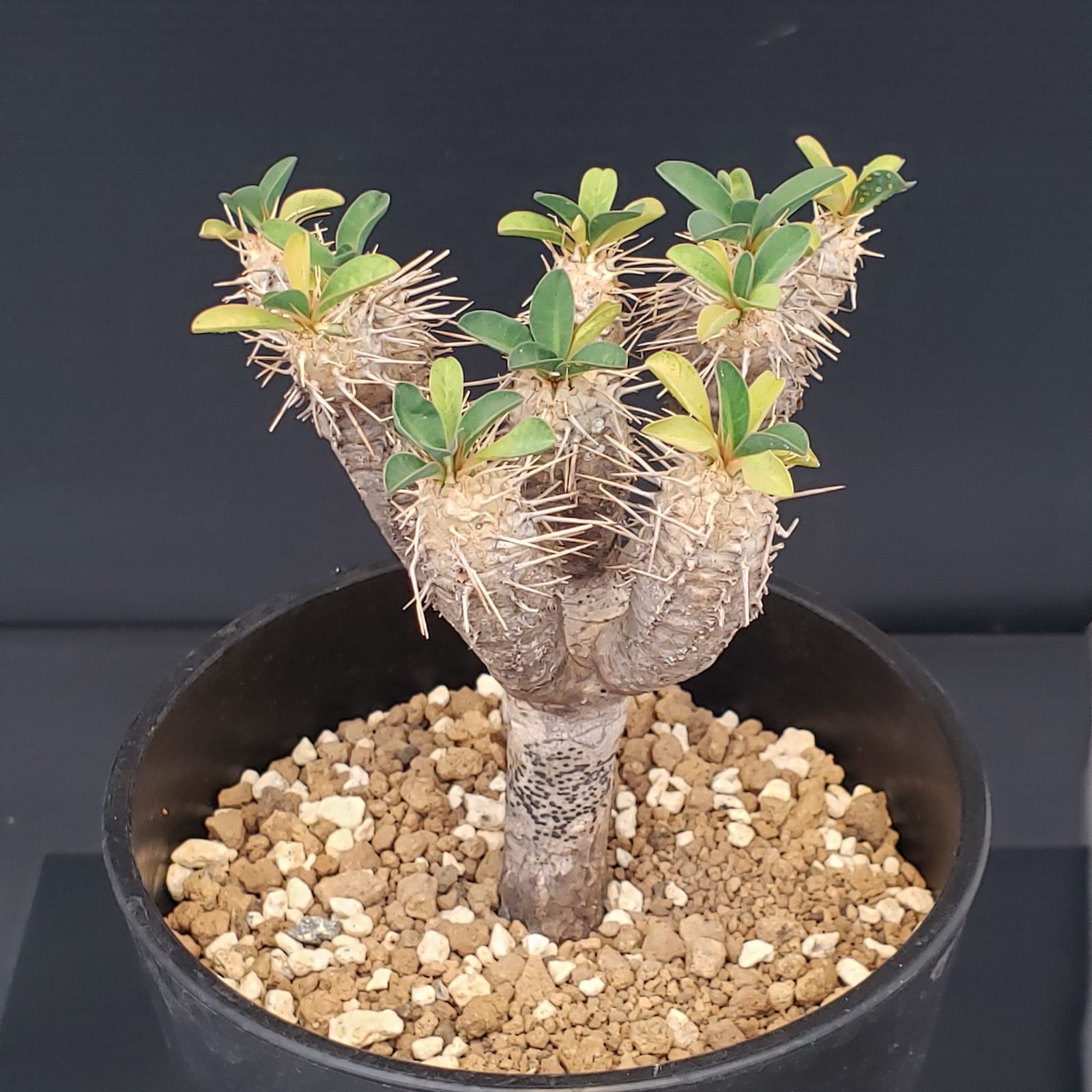 【専用】珍奇植物 ユーフォルビア ギラウミニアナ 現地球 発根済み G399【自社養生株】ユーフォルビア ギラウミニアナ（現地球・発根株