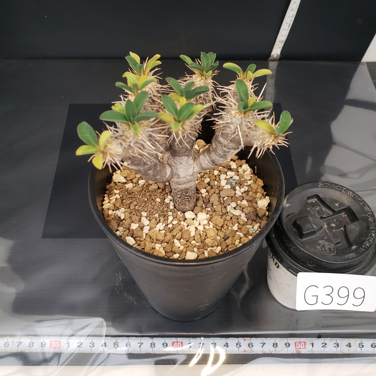 G399【自社養生株】ユーフォルビア ギラウミニアナ（現地球・発根株