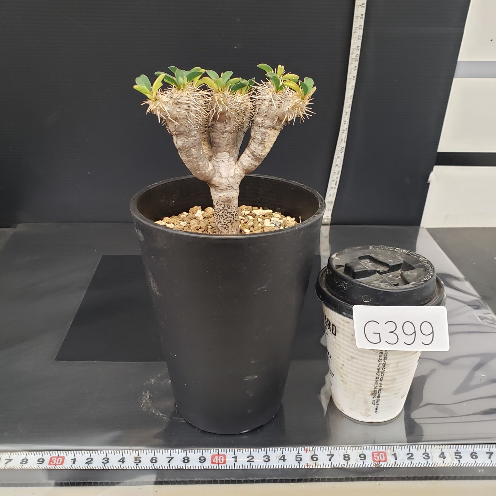 G399【自社養生株】ユーフォルビア ギラウミニアナ（現地球・発根株