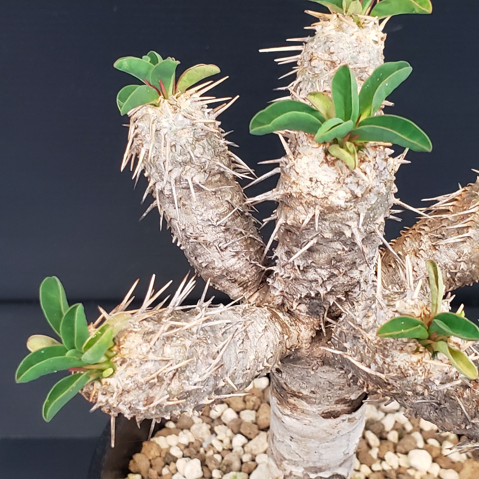 G400【自社養生株】ユーフォルビア ギラウミニアナ（現地球・発根株