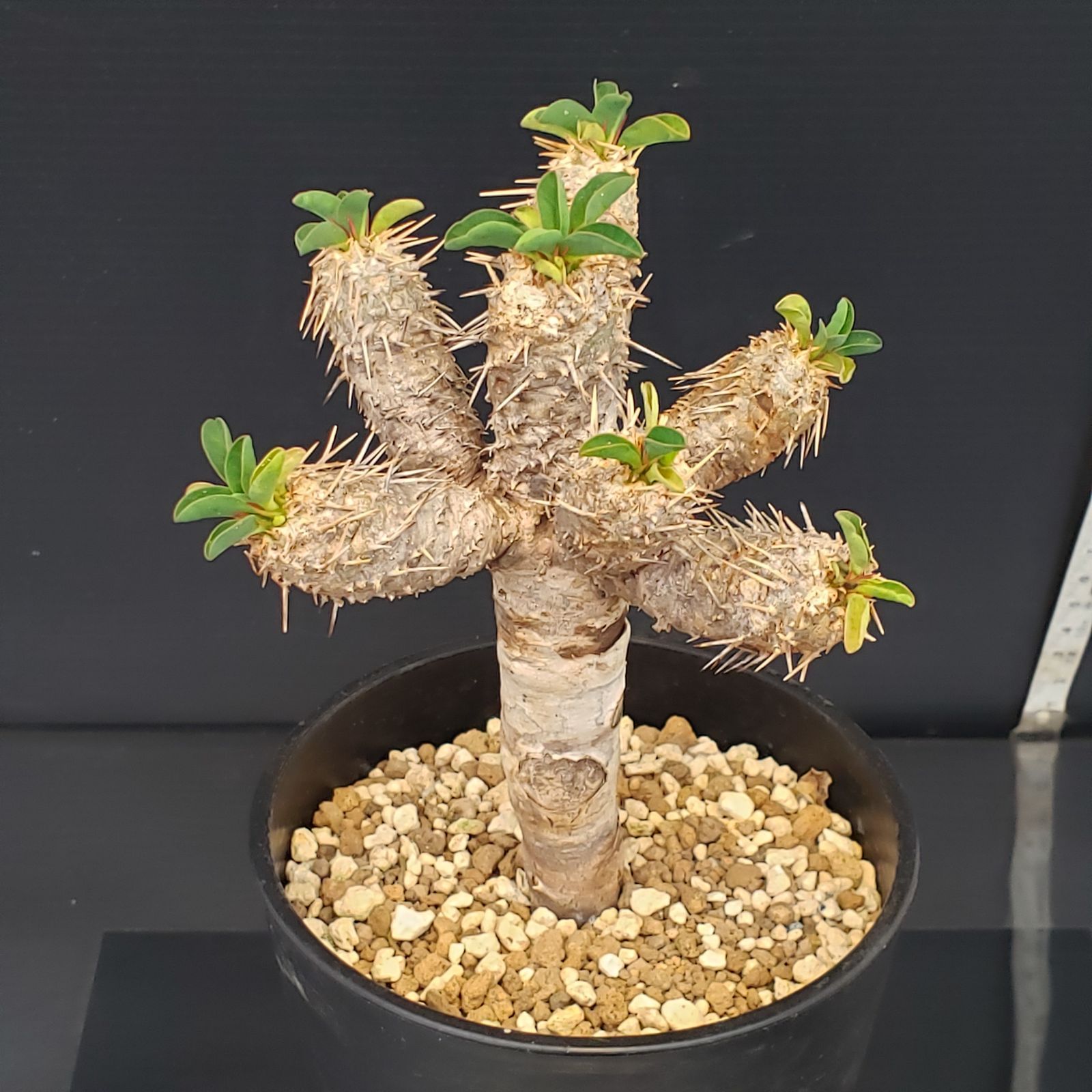 G400【自社養生株】ユーフォルビア ギラウミニアナ（現地球・発根株