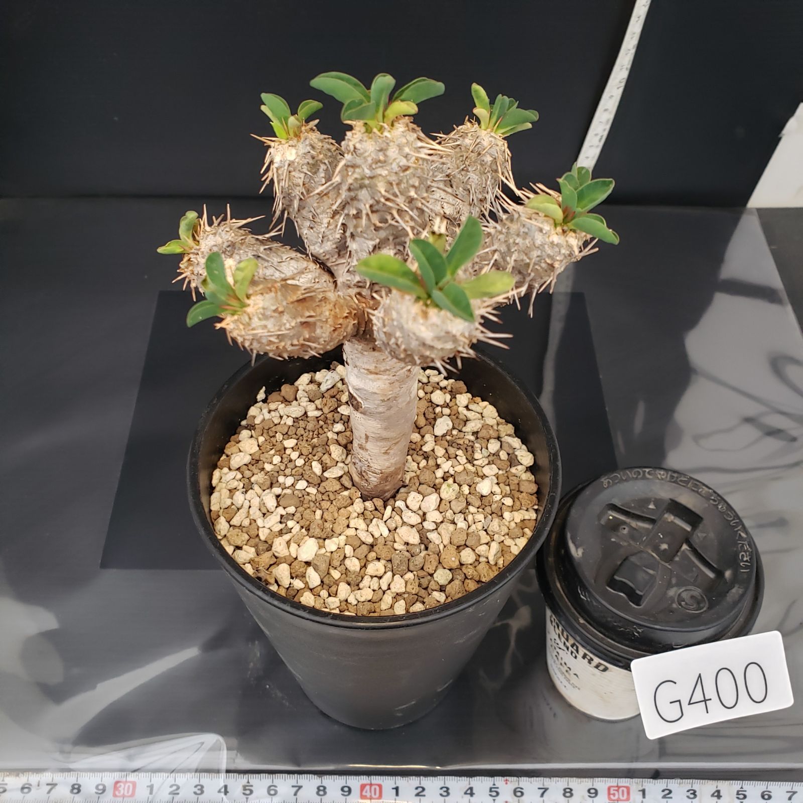 G400【自社養生株】ユーフォルビア ギラウミニアナ（現地球・発根株