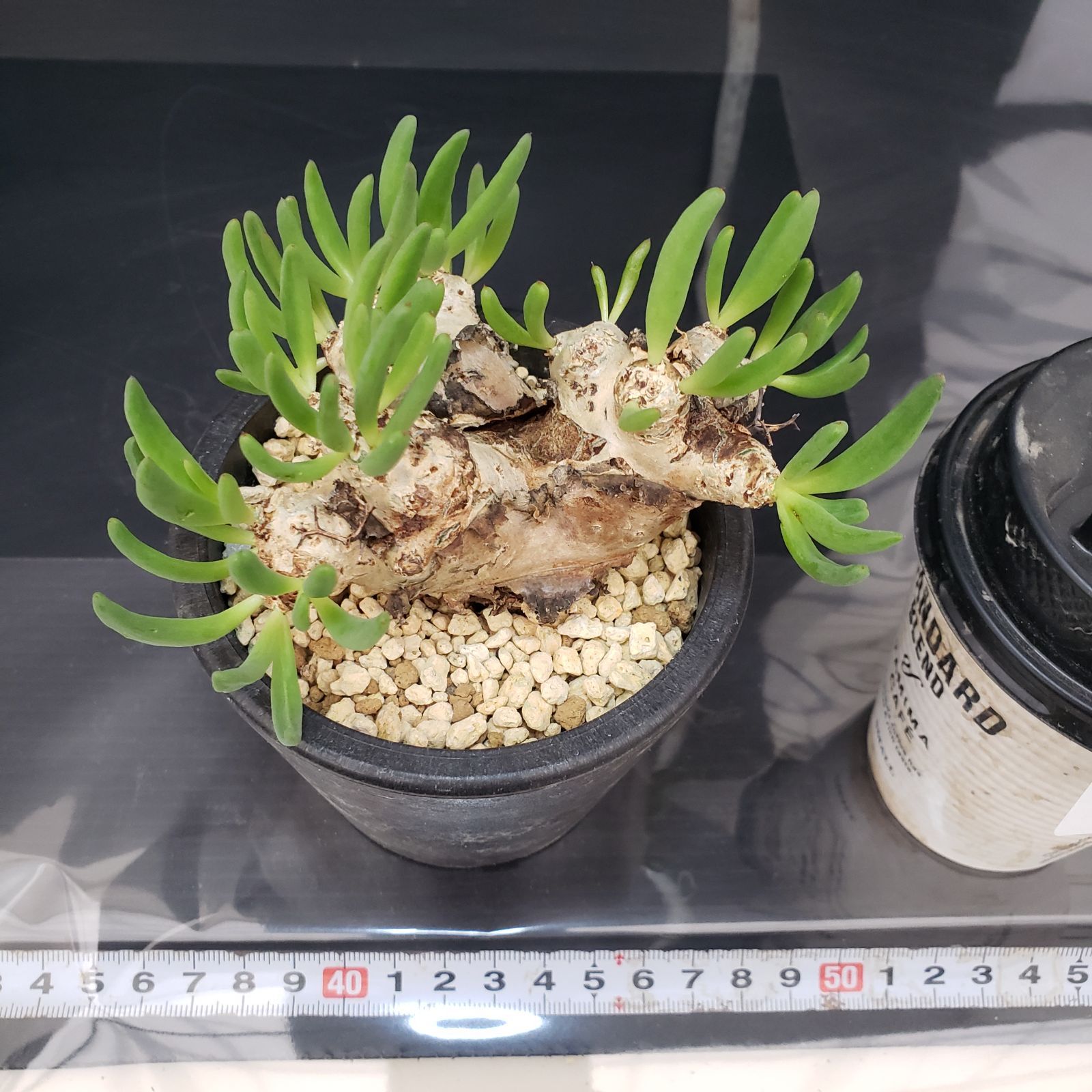 G402【自社養生株】チレコドン レティキュラータス 万物想（現地球・発