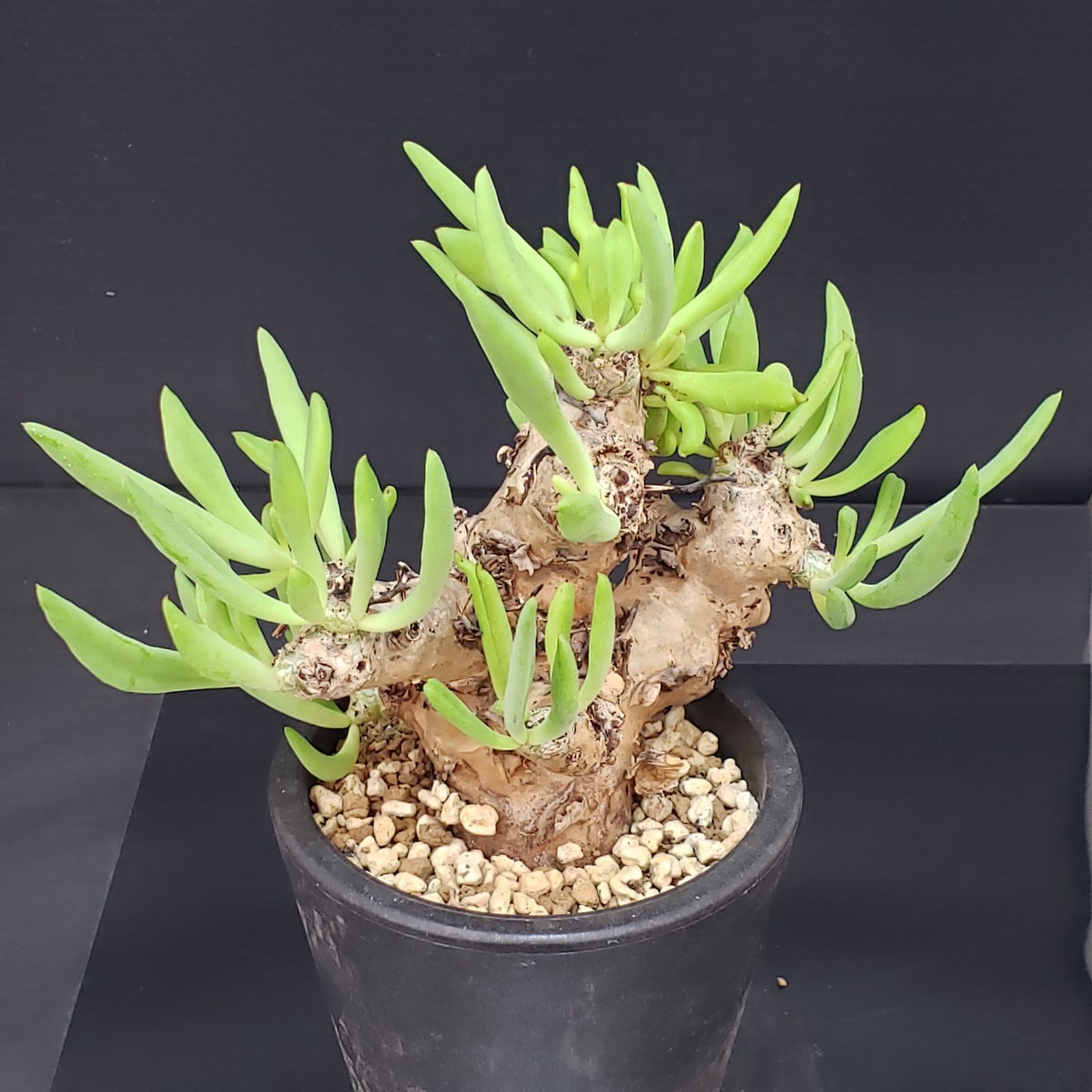 G404【自社養生株】チレコドン レティキュラータス 万物想（現地球・発